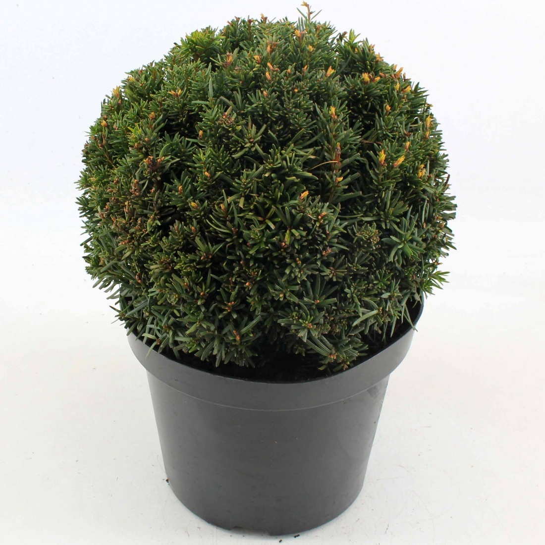 Taxus media 'Farmen', bol, D 26