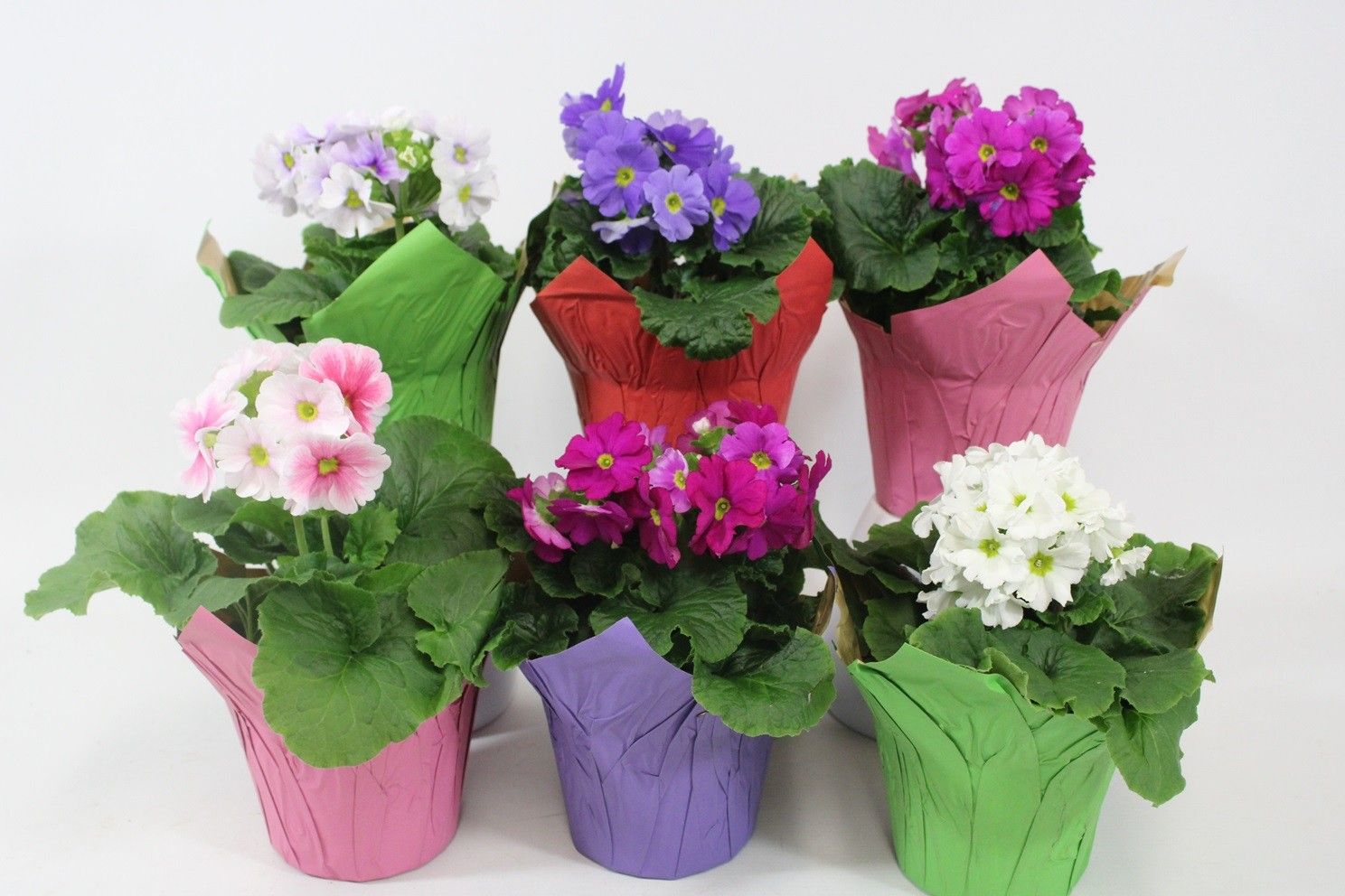 Primula obconica in potcover. Voorjaar, D 12