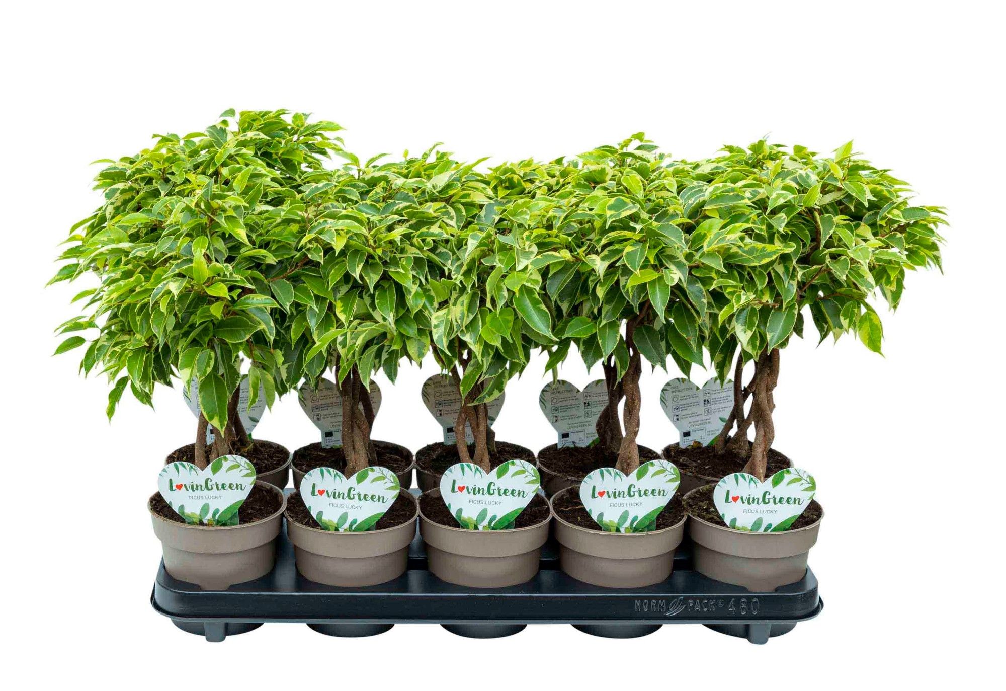 Ficus Bushy King gevlochten, D 12