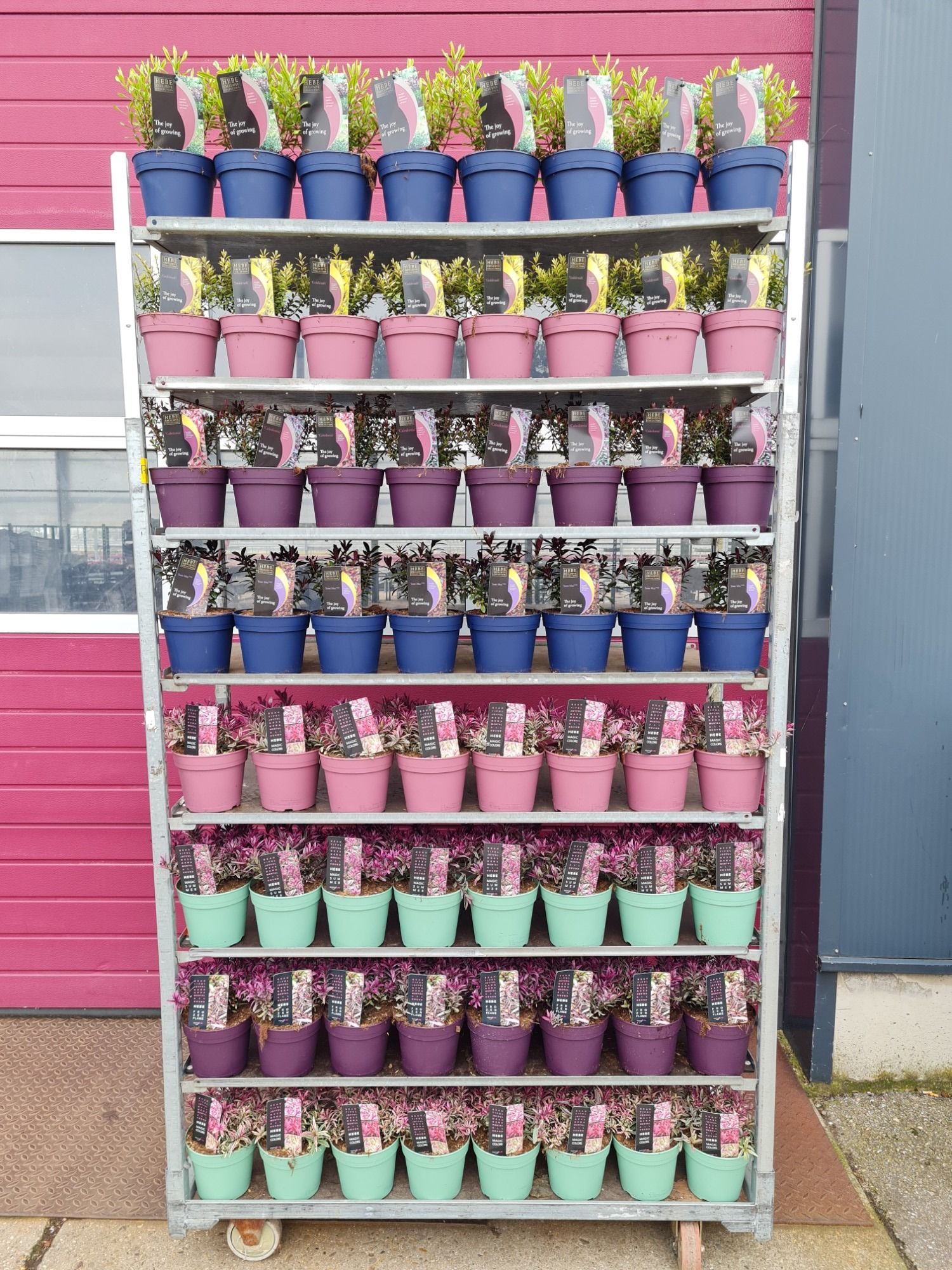 Hebe Magic Color & Exclusive Mixkar P17, D 17