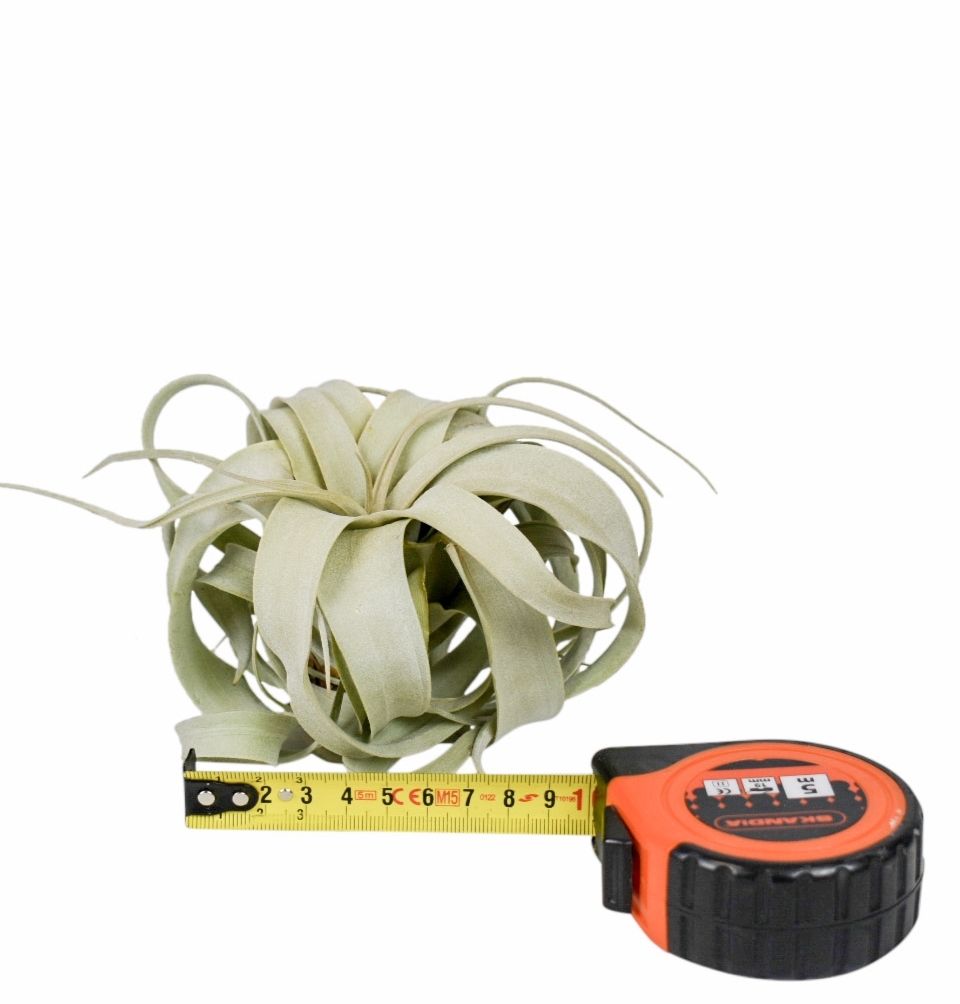 tillandsia xerographica x12, D 10