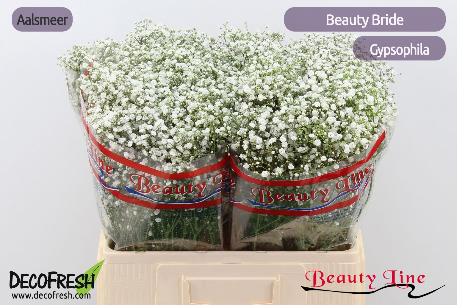 Гипсофила Бьюти Брайд 60, шт.