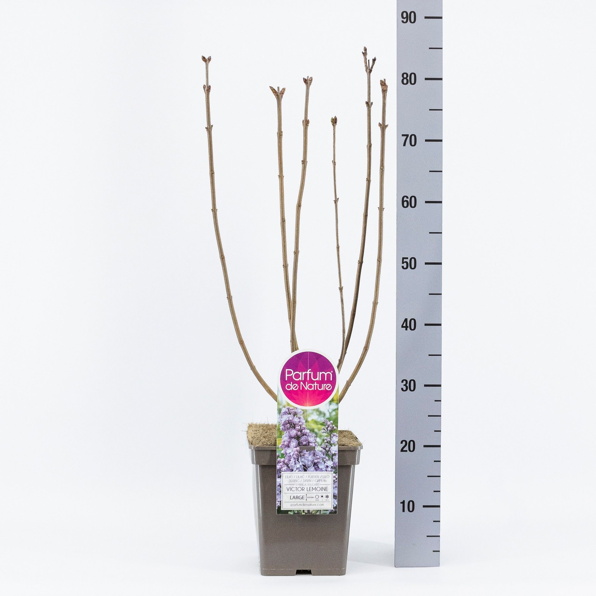 Syringa vul. Victor Lemoine, C5, D 23