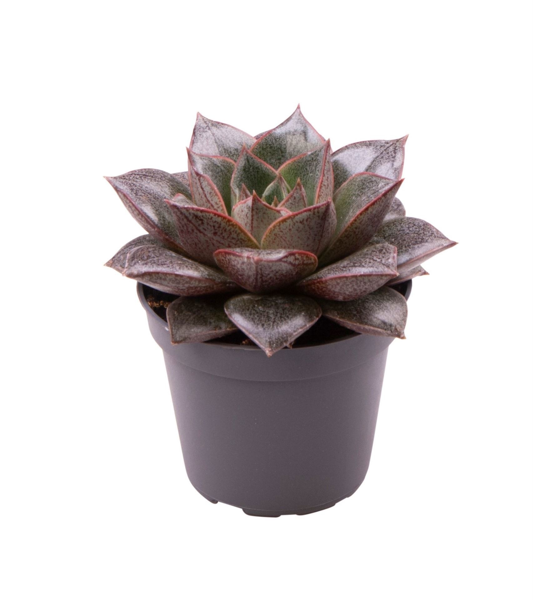 Echeveria Purpusorum, D 6
