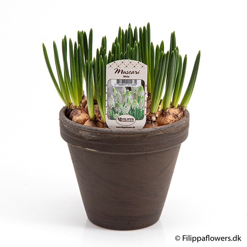 MUSCARI ARMENIACUM, D 15