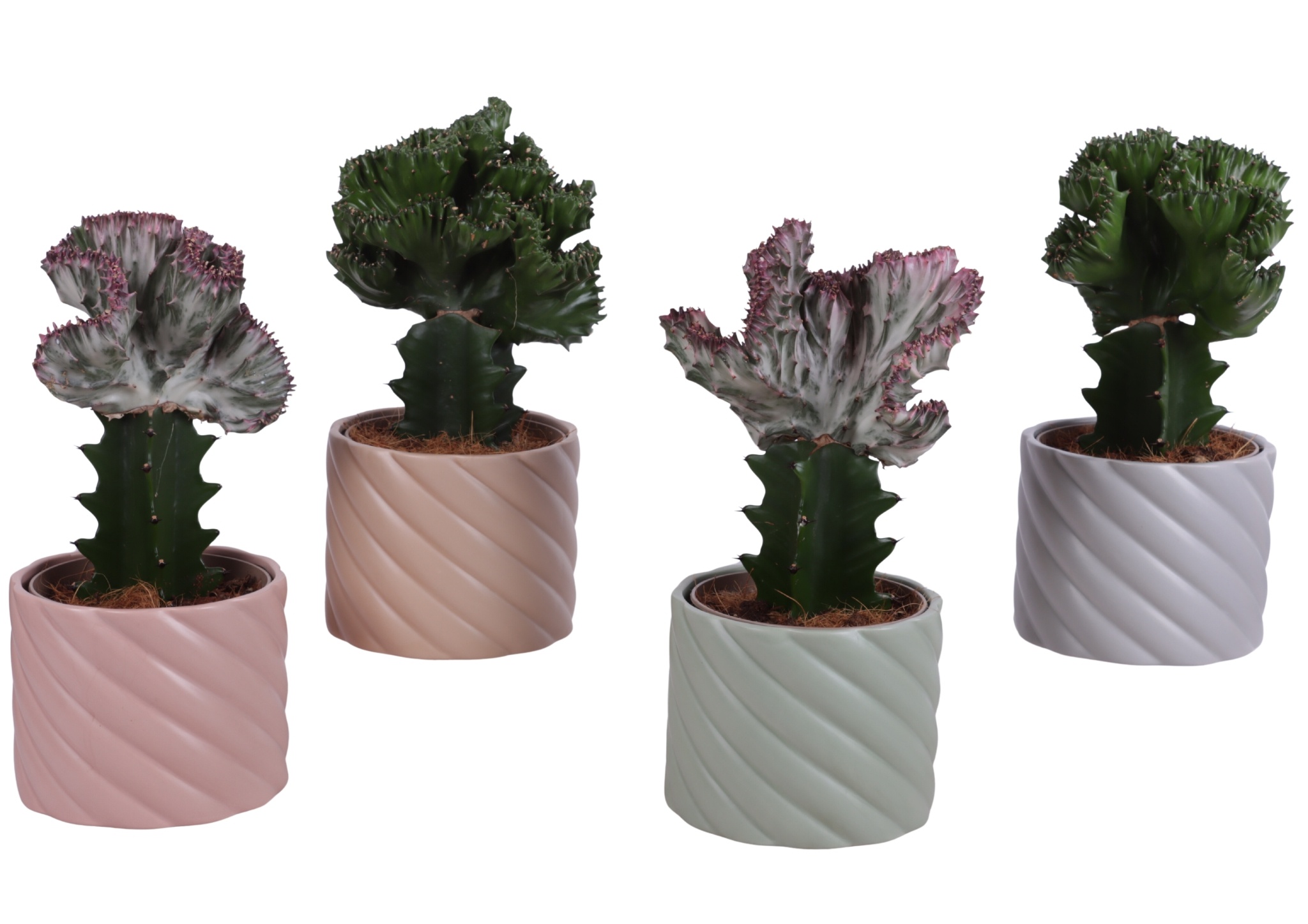 Cactus mix Euphorbia l. Ø12cm in Ø14cm Ceramic SE661, D 14