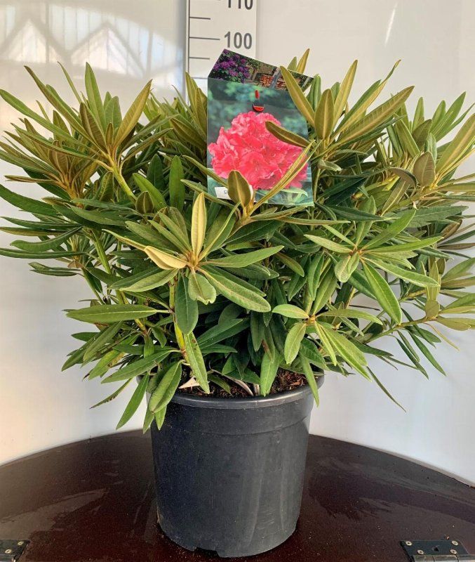 Rhododendron 'Ana', D 38