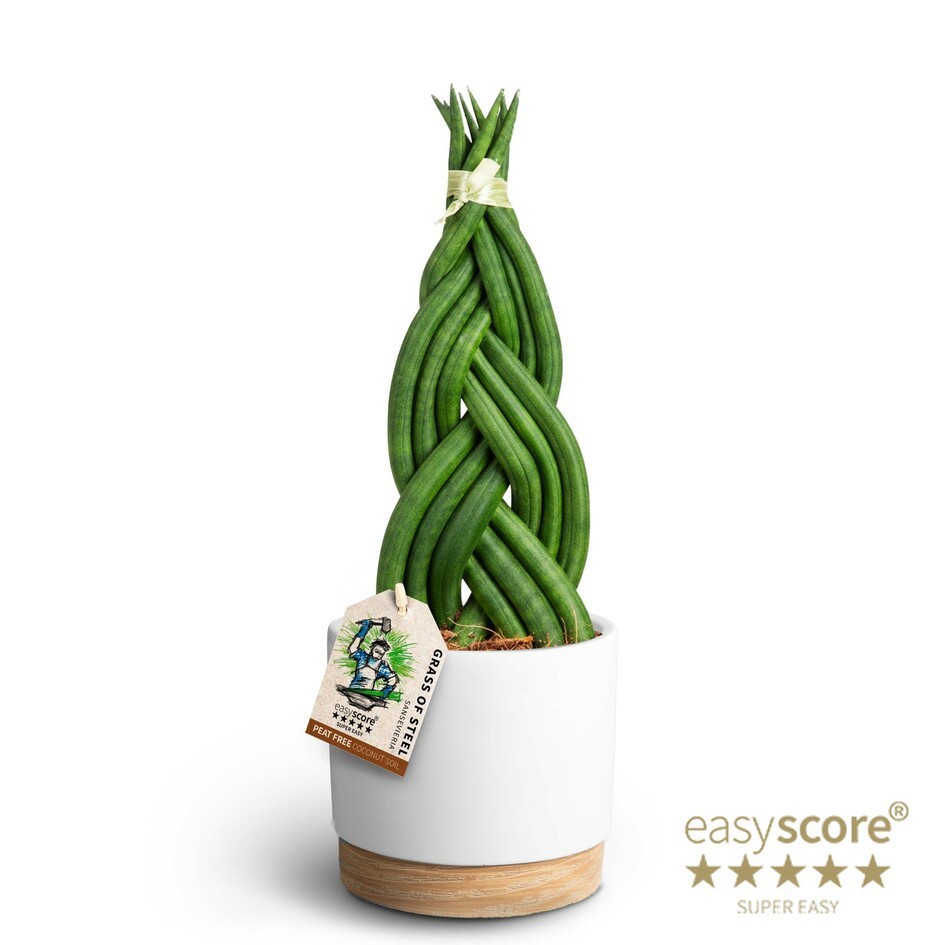 Woodbase White, Sansevieria ´Braid´, D 12
