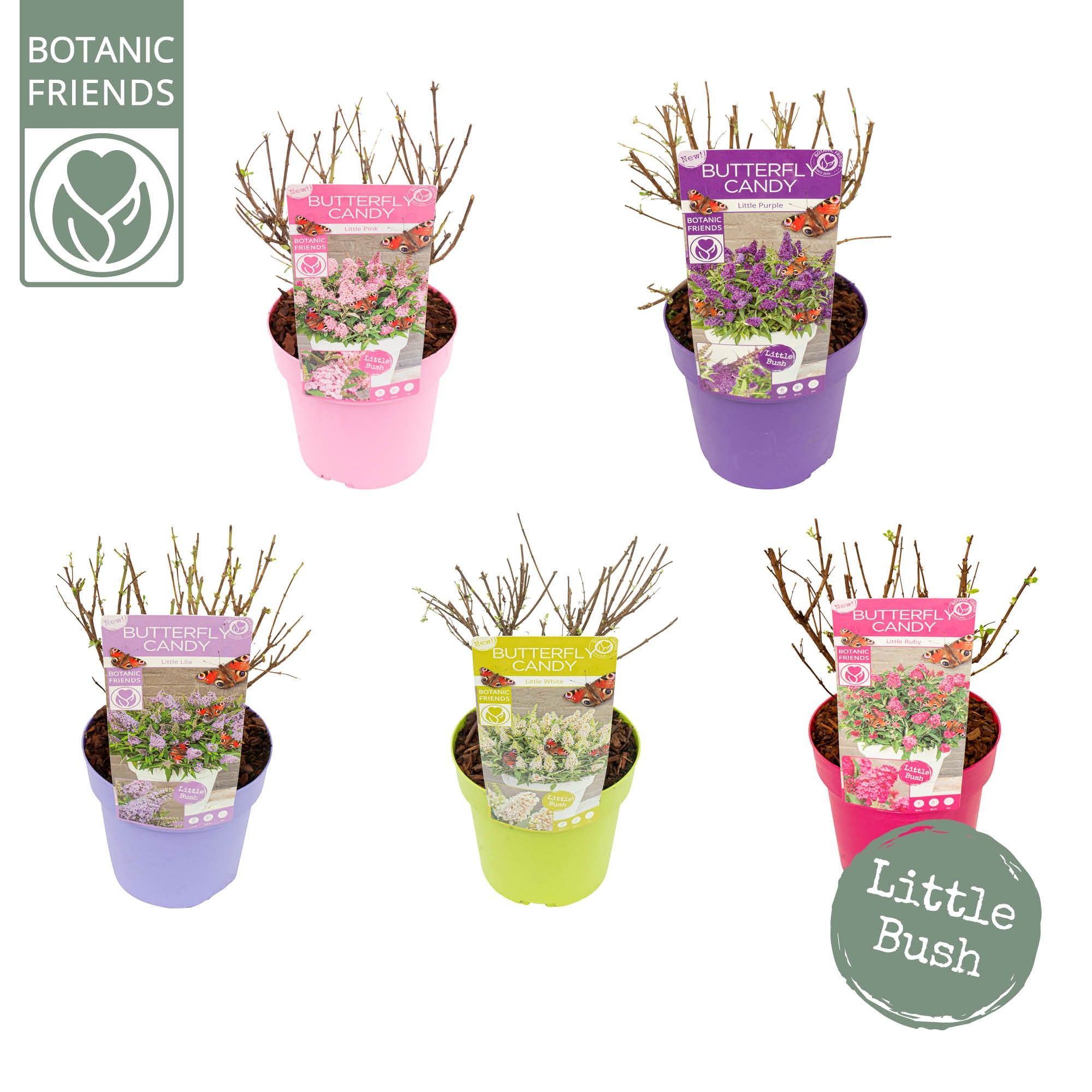 Buddleja Butterfly Candy 'Little Mix'®, D 19