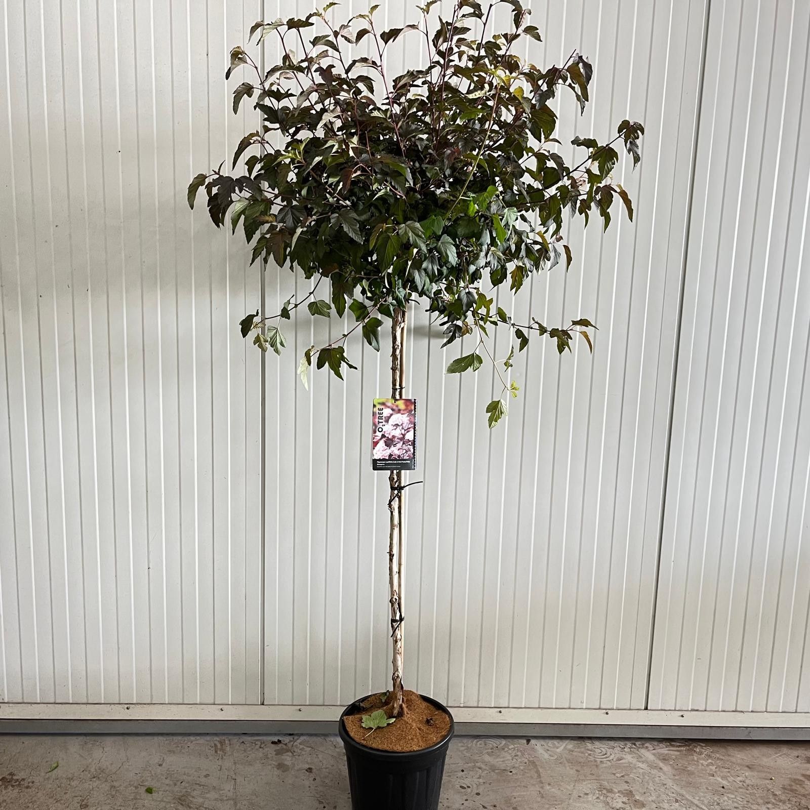 Physocarpus opulifolius Lady in Red ('Tuilad'PBR) -- stam 120 cm, D 32