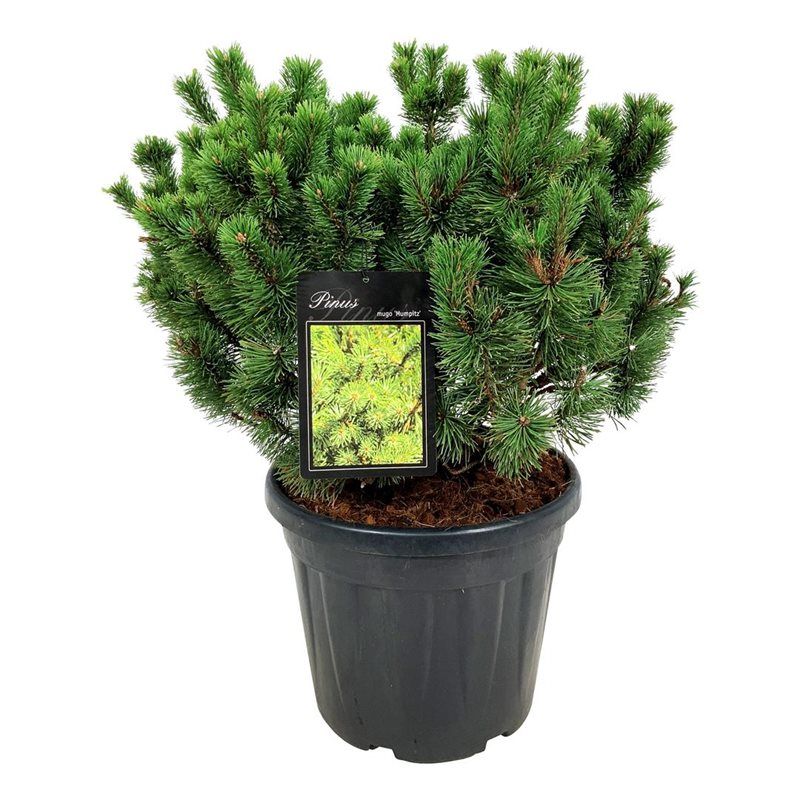 Pinus mugo 'Mumpitz', D 40