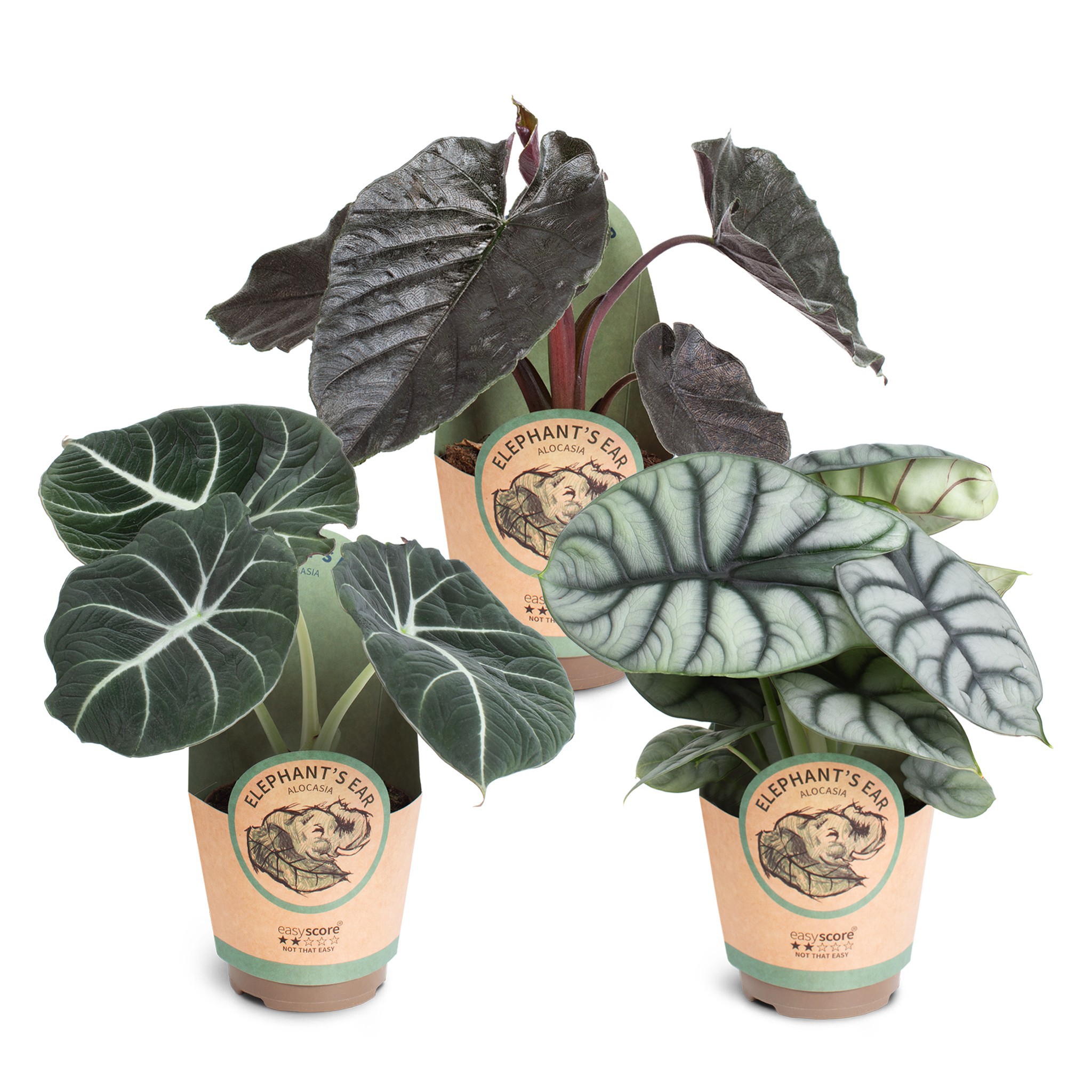 Alocasia collection, D 11