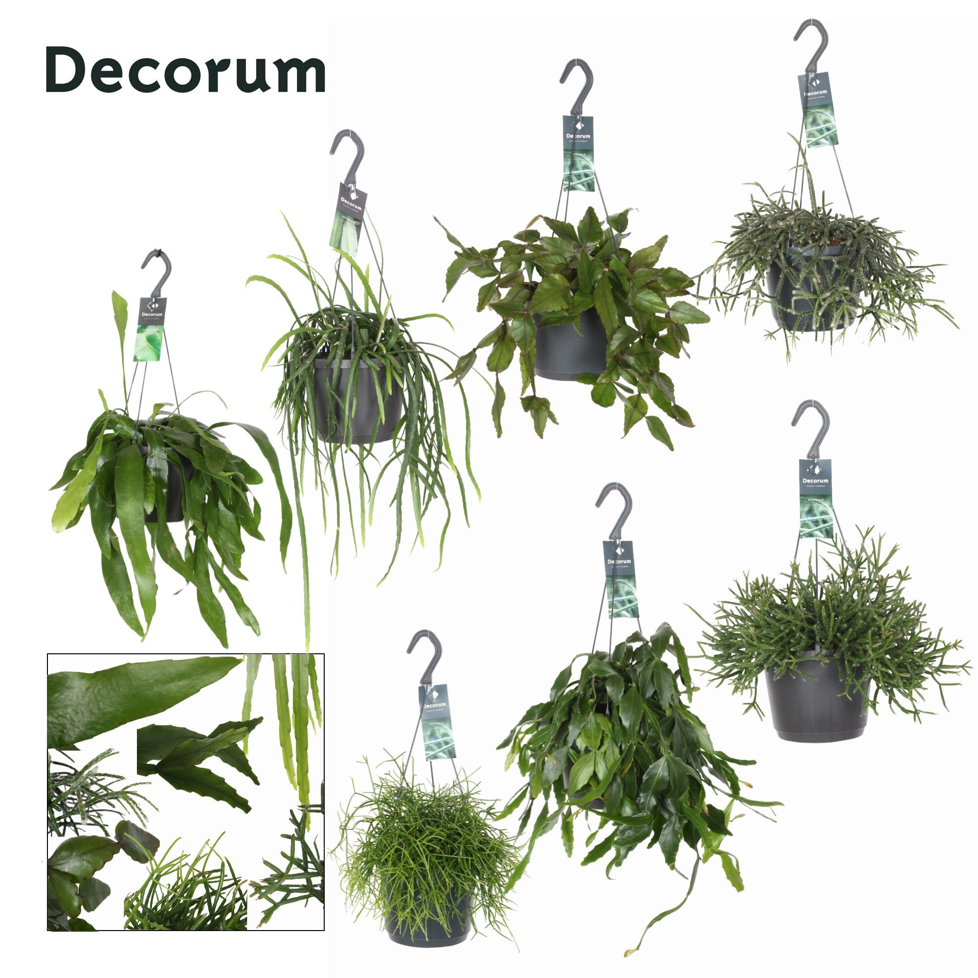 Rhipsalis gemengd HP 17cm, D 17