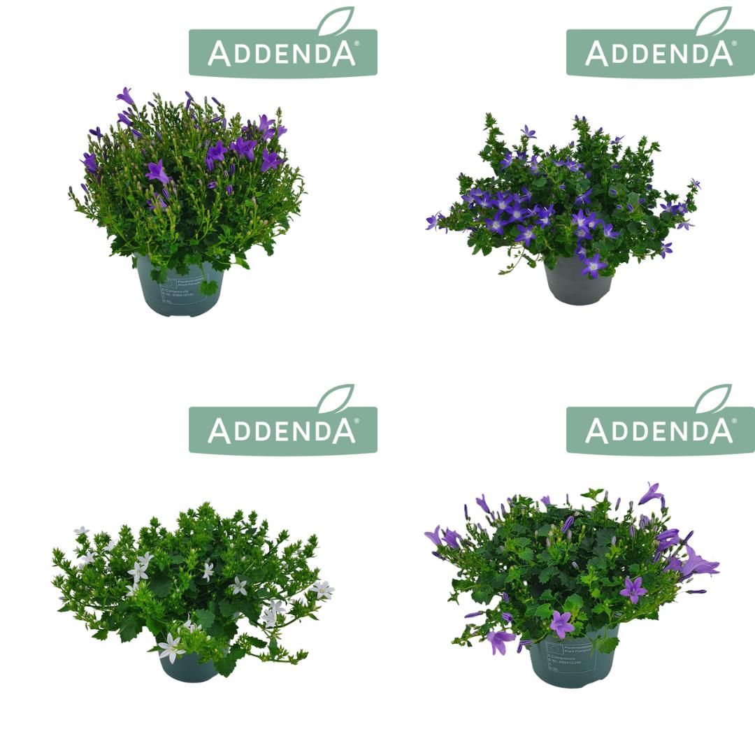 Campanula Addenda Mix 3-5 Kleuren 14 cm Mix Kar, D 14