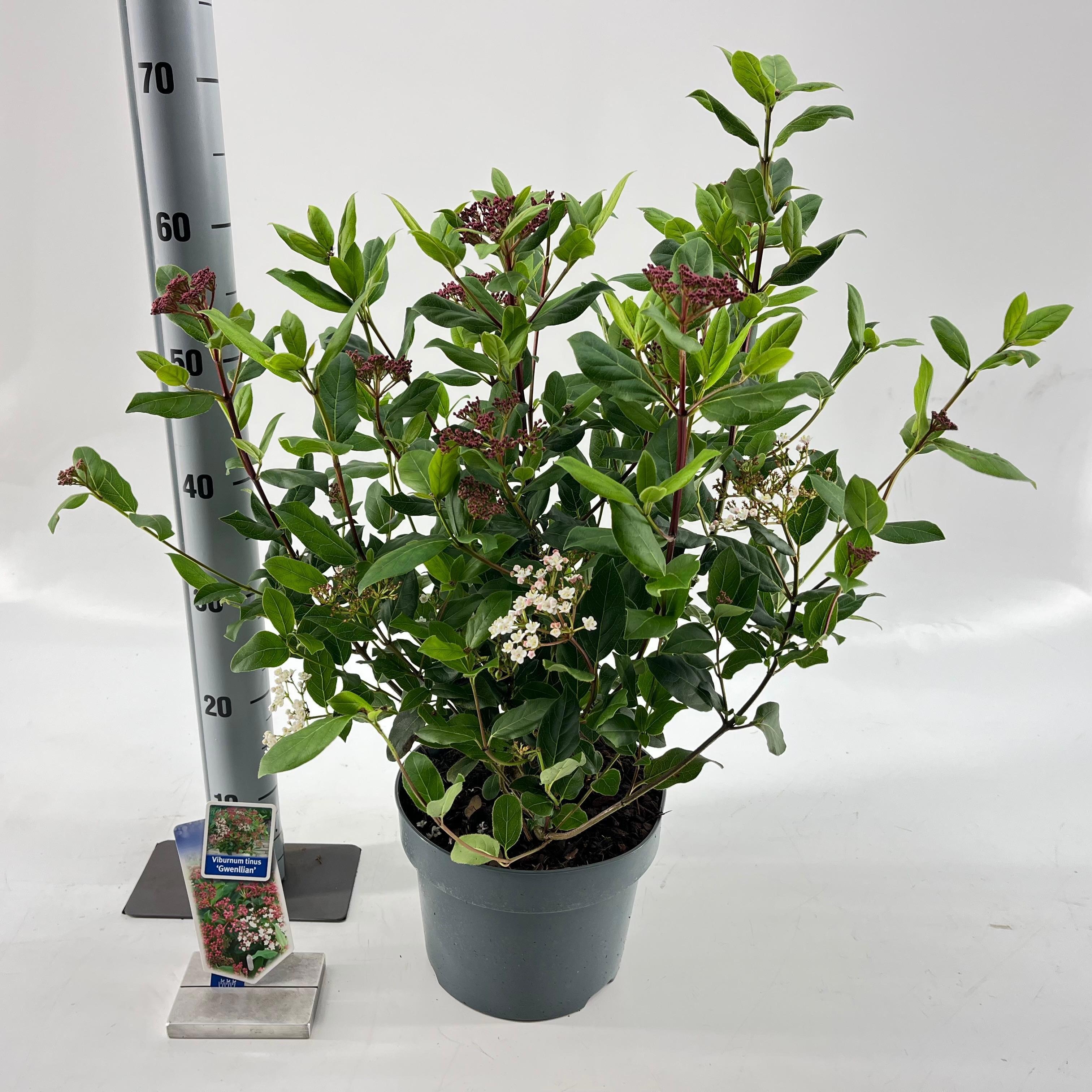 Viburnum tinus ‘Gwenllian’, D 23