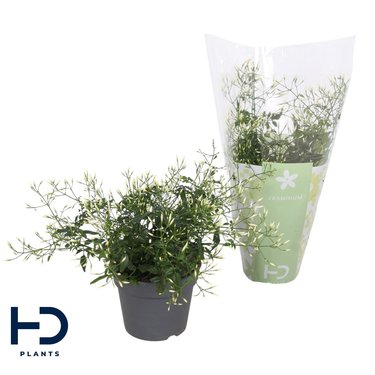 Jasminum struik 300 knop p12 (Jasmijn), D 12