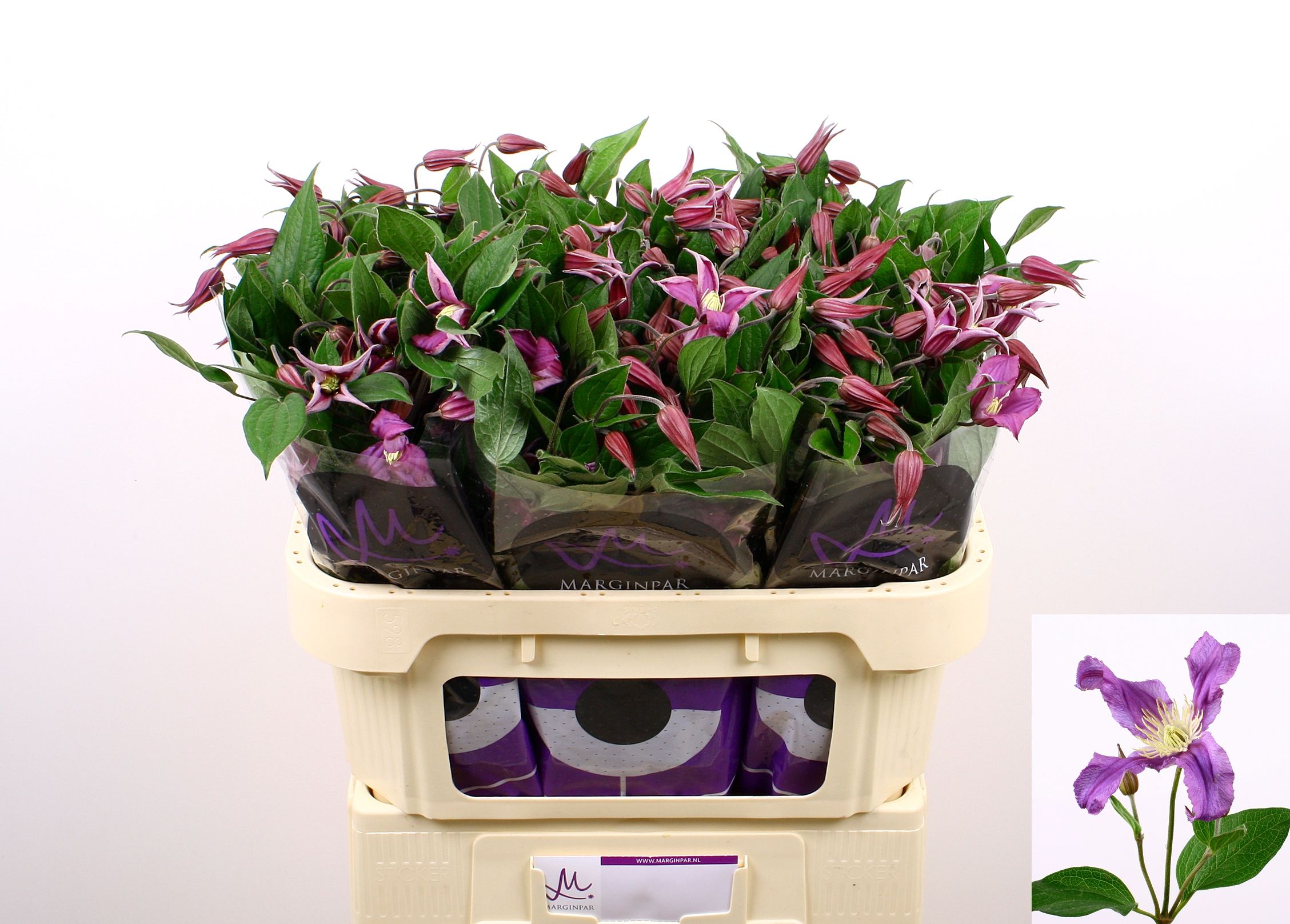 Клематис Эмейзин Рим 70, шт.