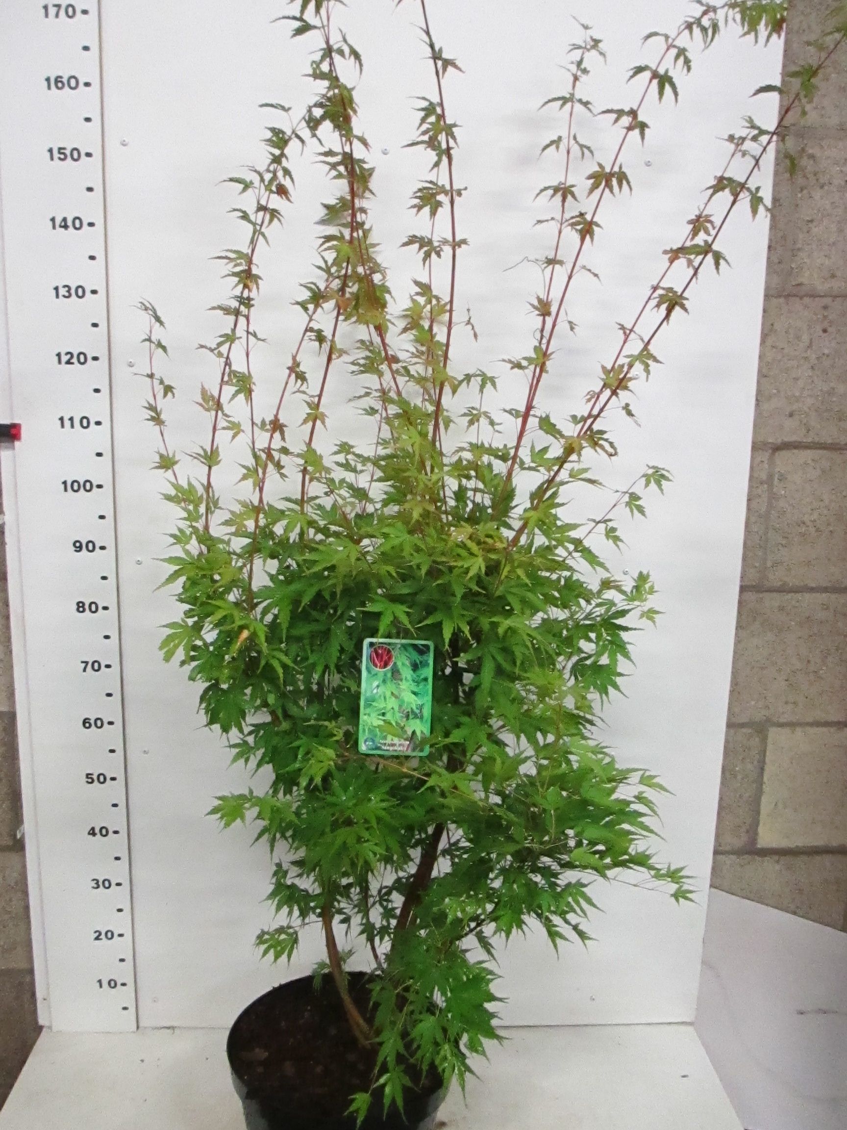 Acer palm. Sangokaku 125-150 P32, D 32
