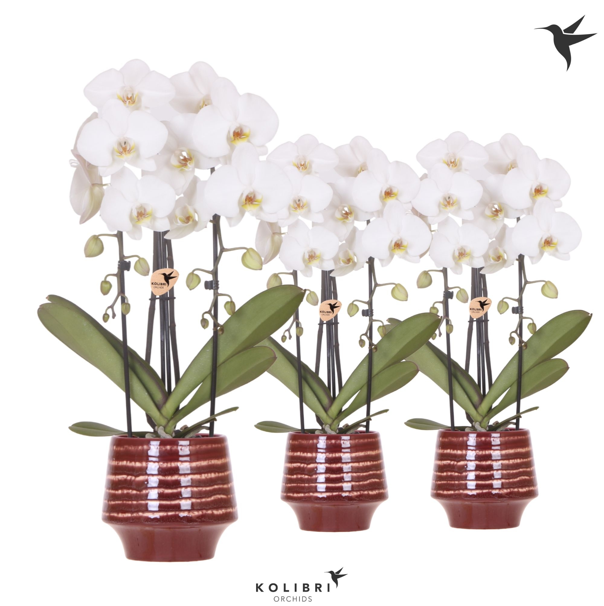 Kolibri Orchids Cascade Niagara Fall white 2 spike in Moonstone pot red, D 12
