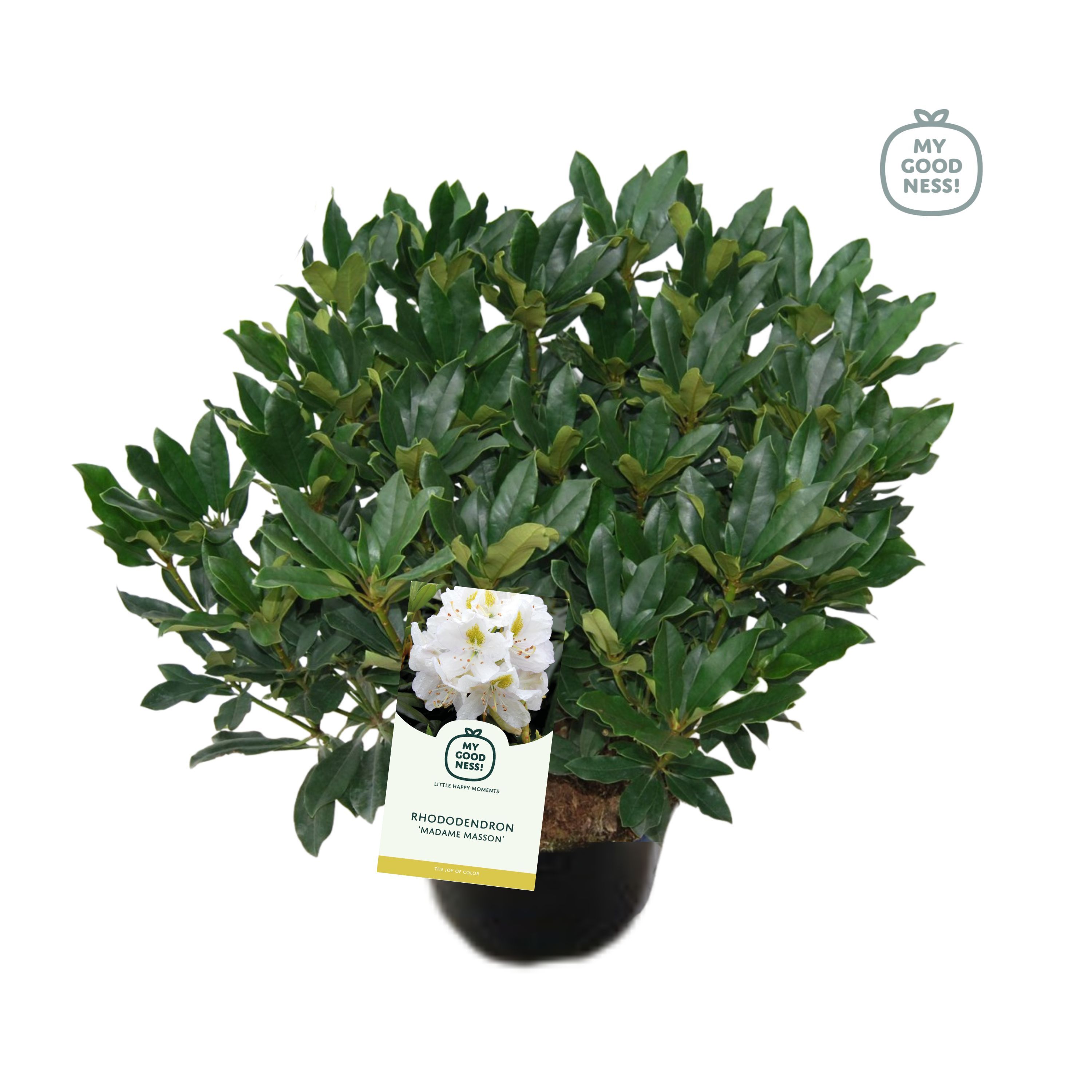 Rhododendron 100cm /25 liter 'Madame Masson', D 38