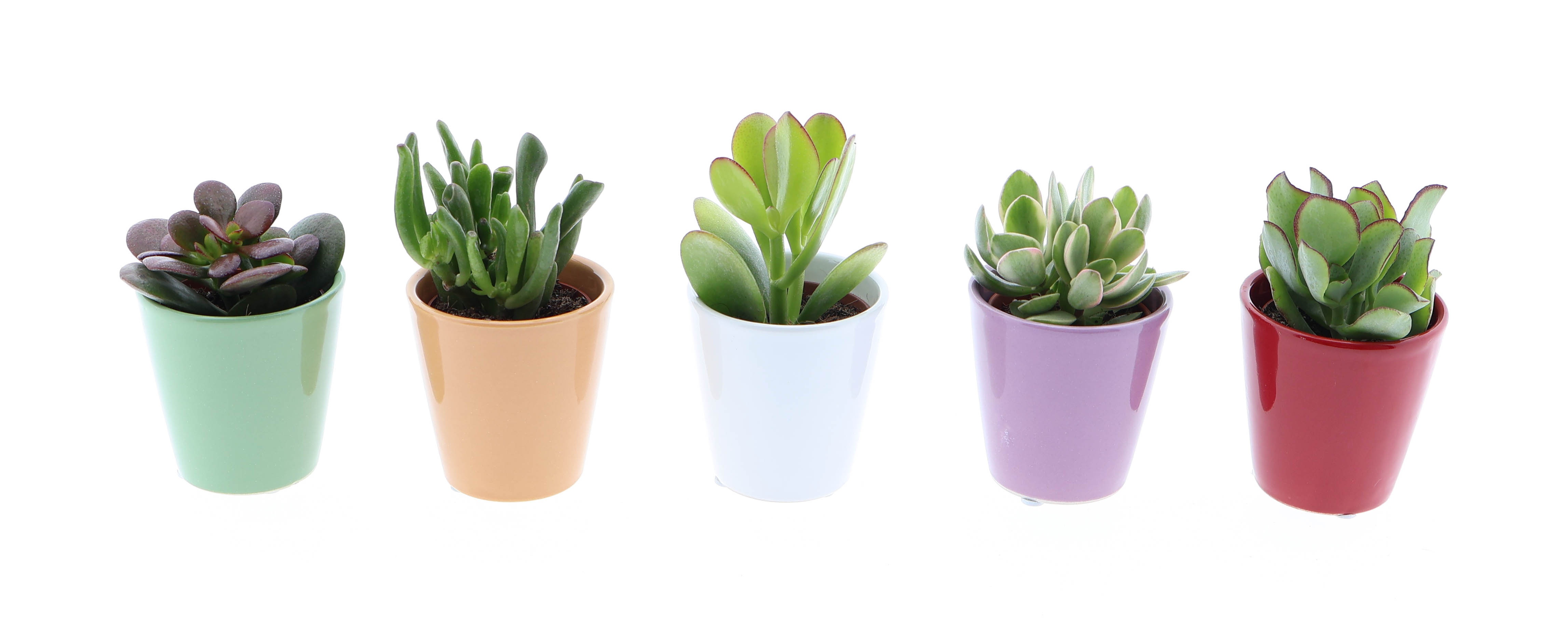 Kleurpot crassula mix, D 5,5