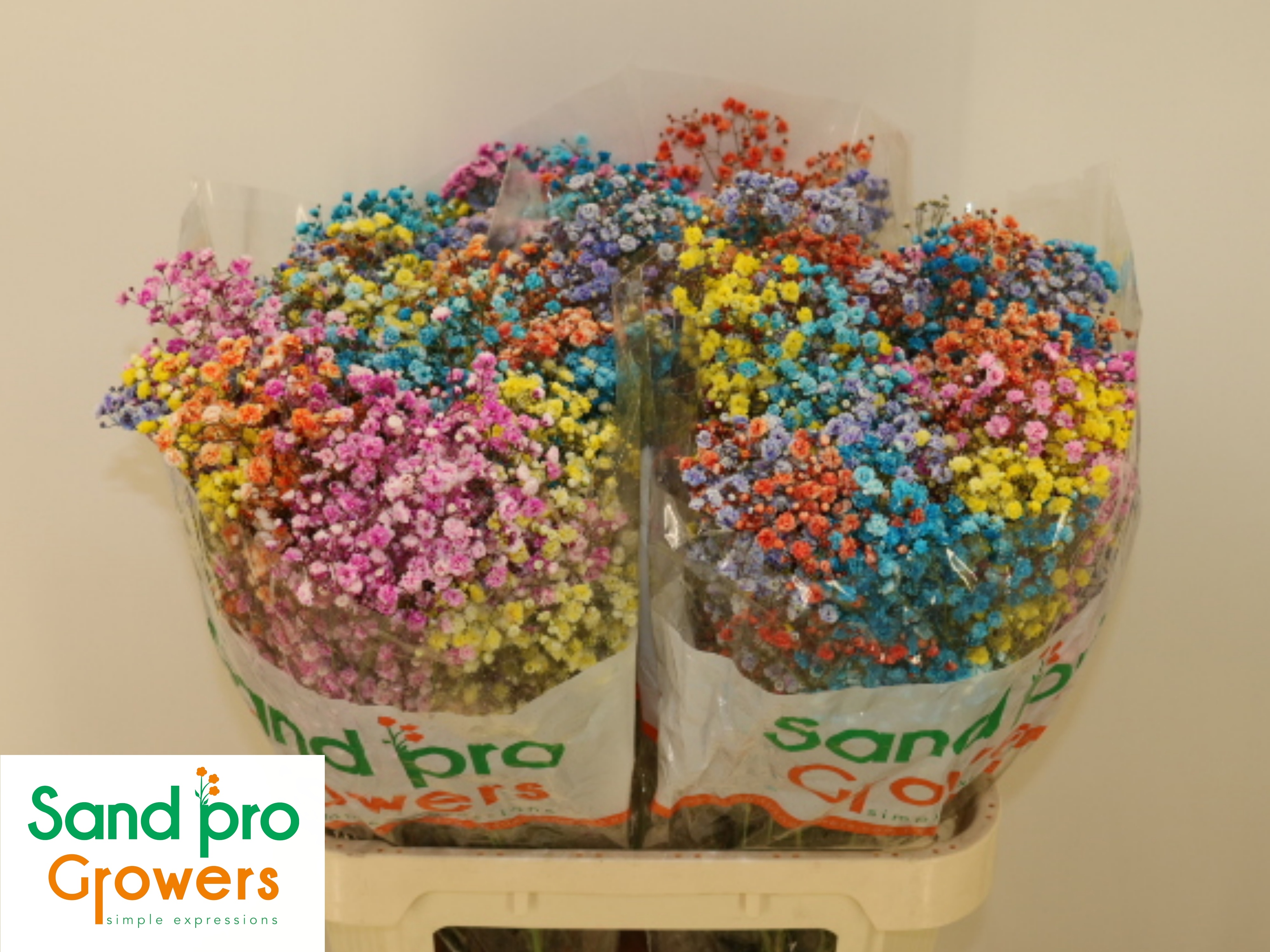 Гипсофила Овериг Крашеная (краш. ) 80, шт.