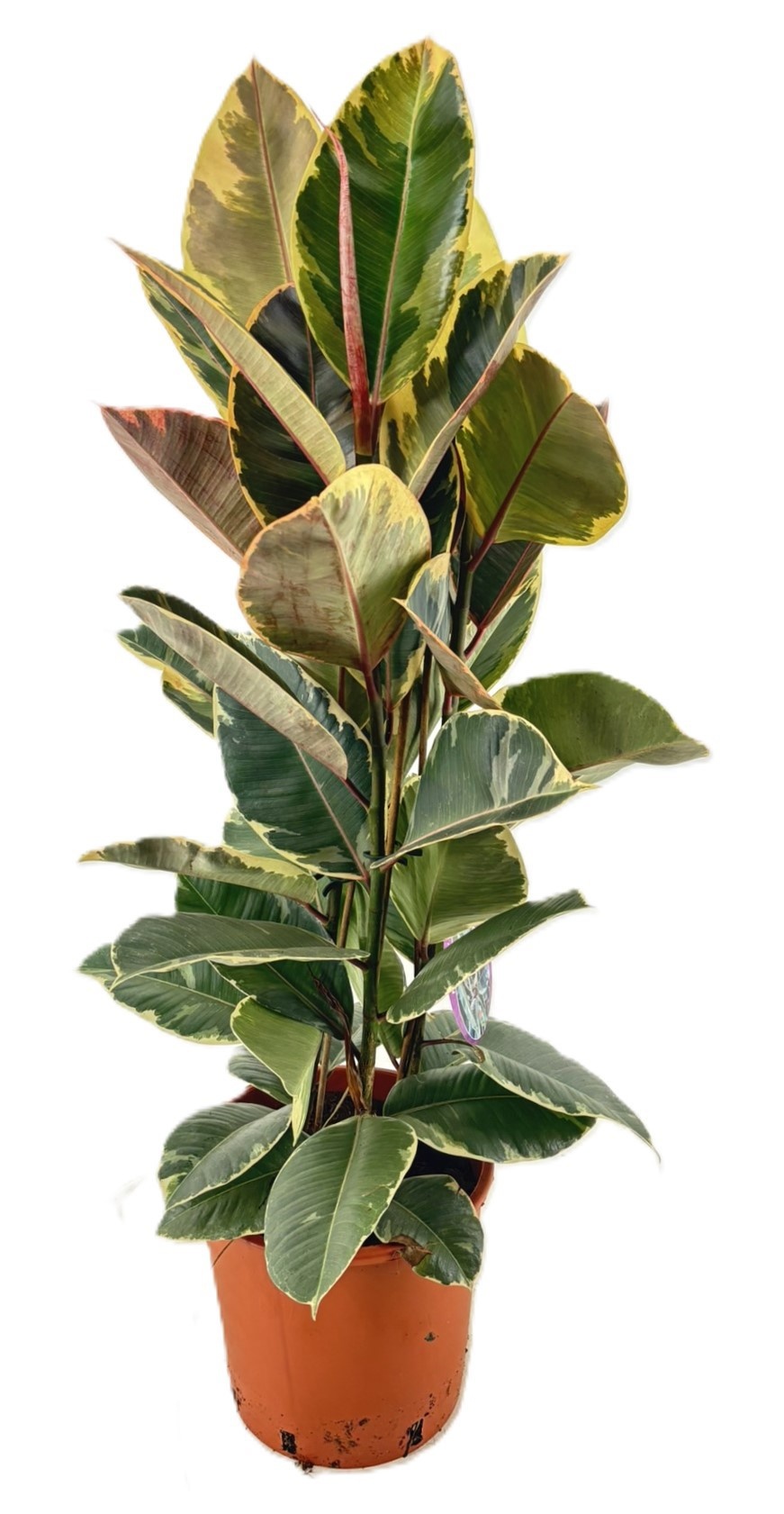 Ficus tineke, D 24