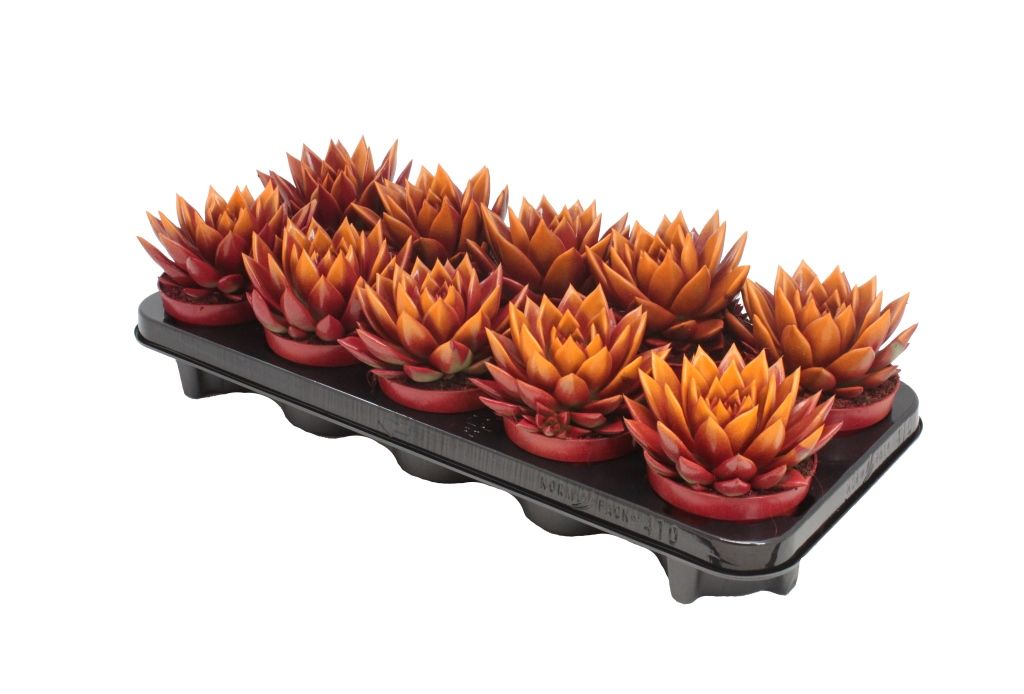 Miranda bicoloured red/orange, D 10,5