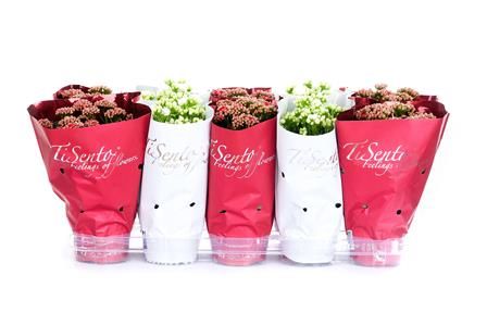 Calandiva 12 cm Rood/Wit Mix, D 12