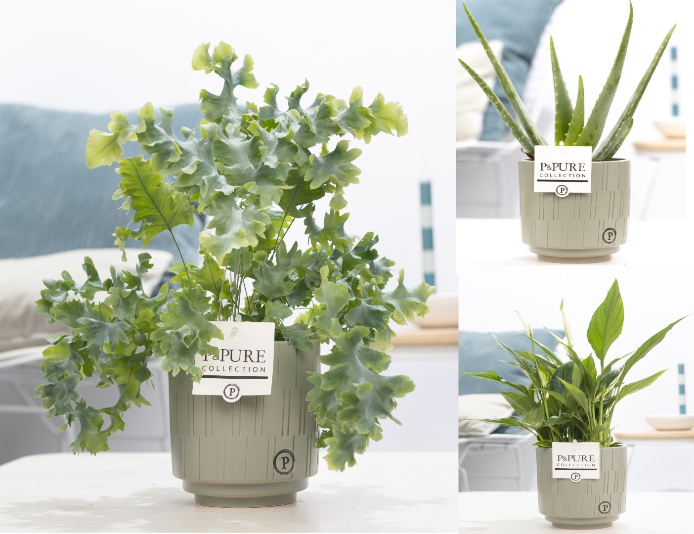 Groene planten mix icm P&PURE Tess Grey pottery, D 12