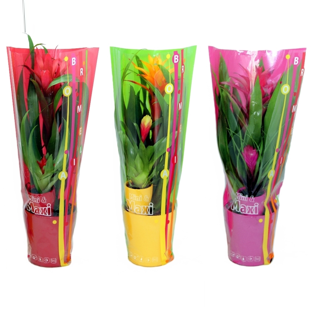 Mini Maxi Guzmania mix, D 13