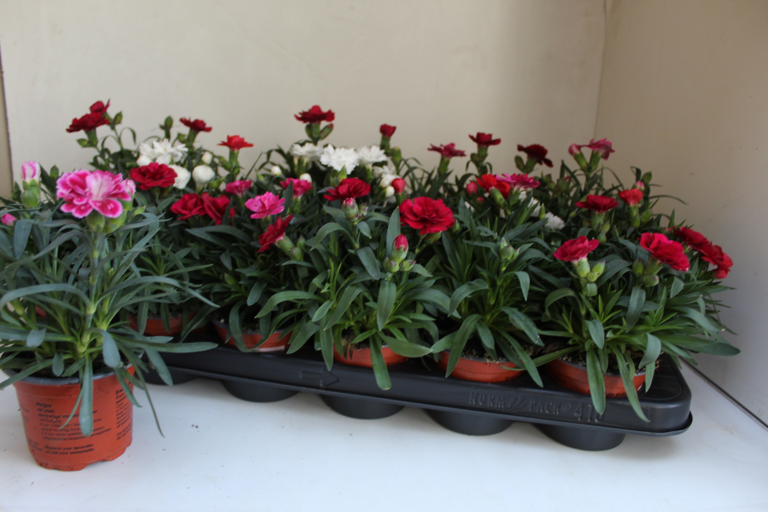 Anjer gemengd, D 9 cm