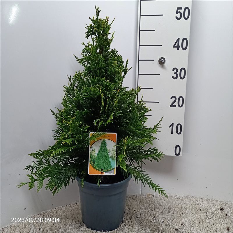 Thuja plicata 'Can-Can', D 19
