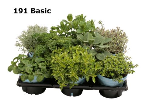 Kruiden 12 cm op soort zonder etiket, D 12