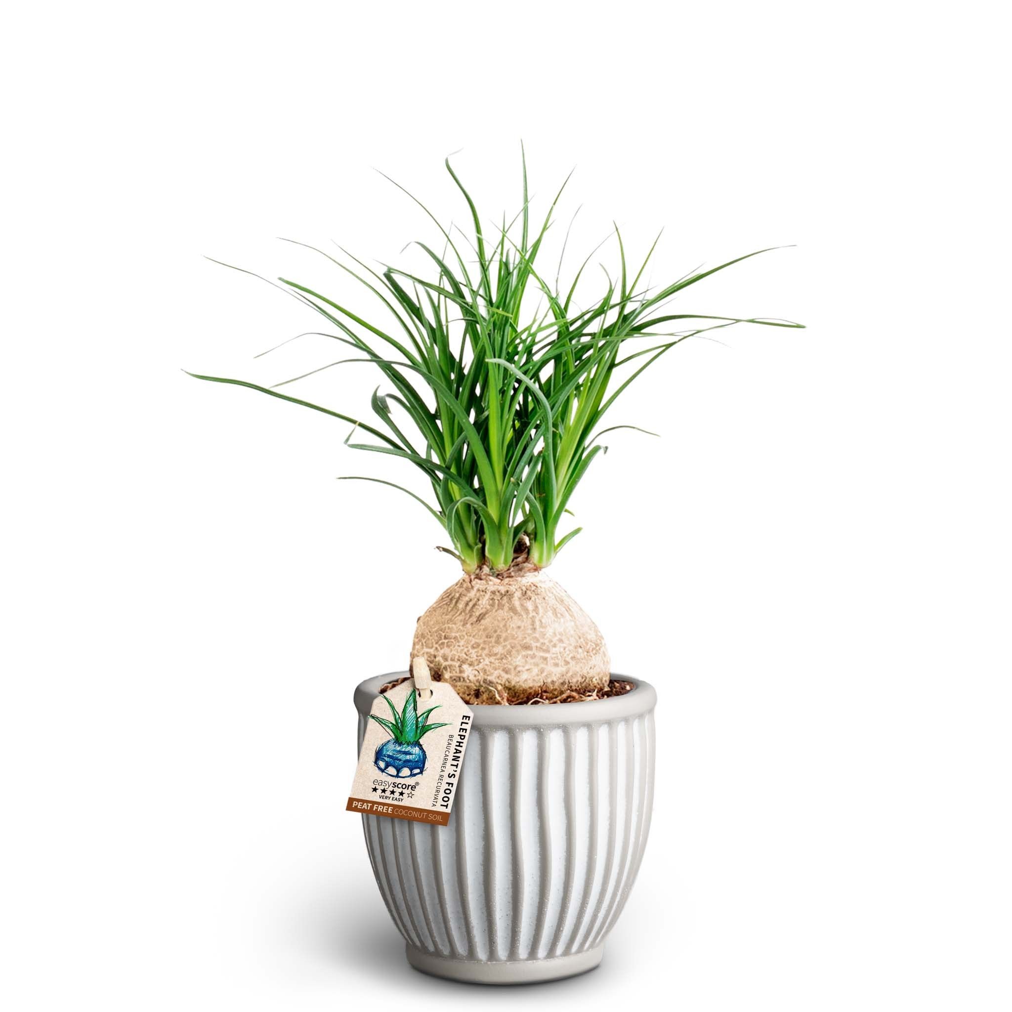 Athena, Beaucarnea 'Nolina', D 10