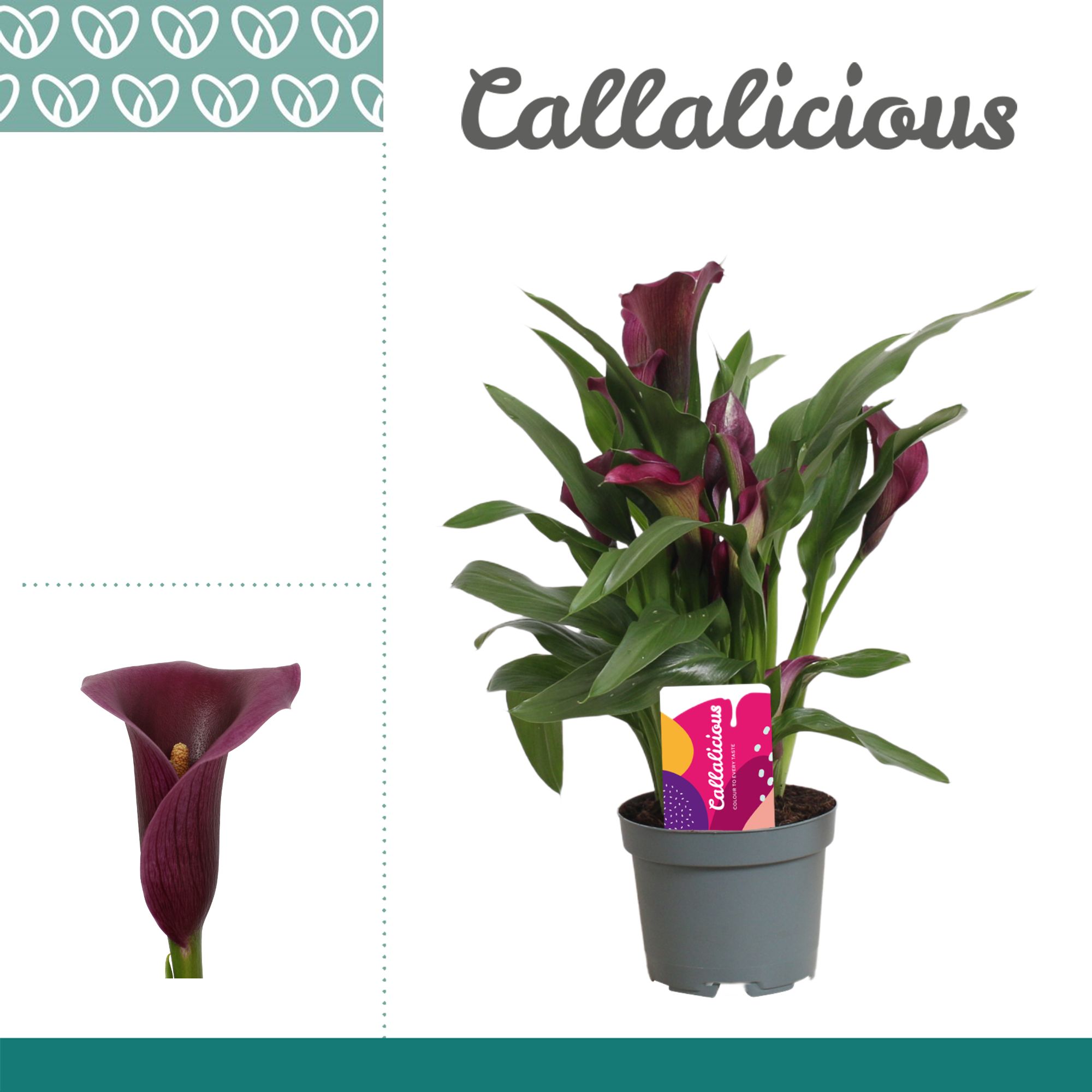 Zantedeschia (Calla) Paars, D 10,5