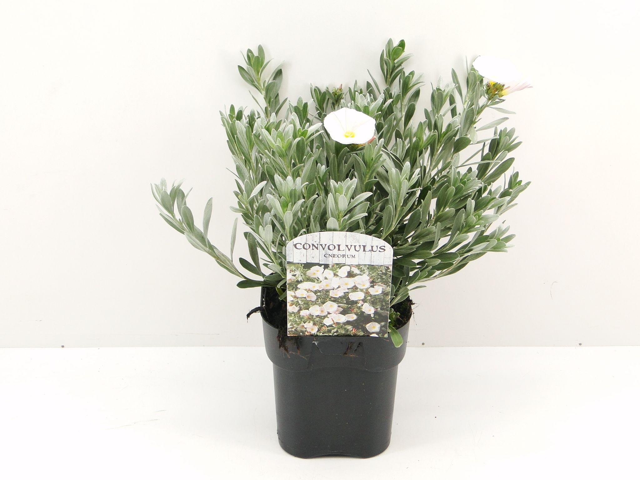 Convolvulus cneorum, D 17