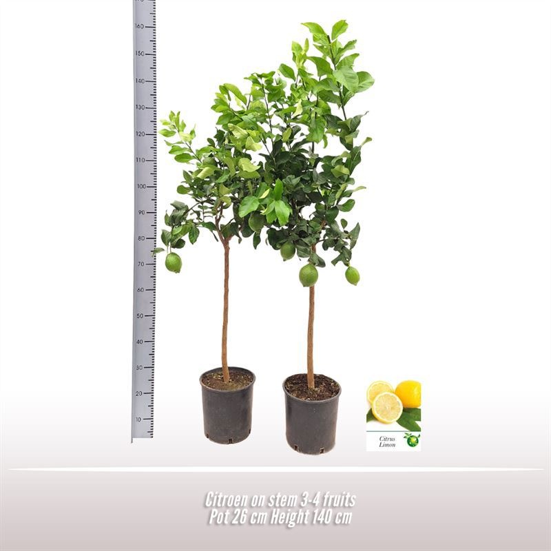 Citroen op stam, D 26