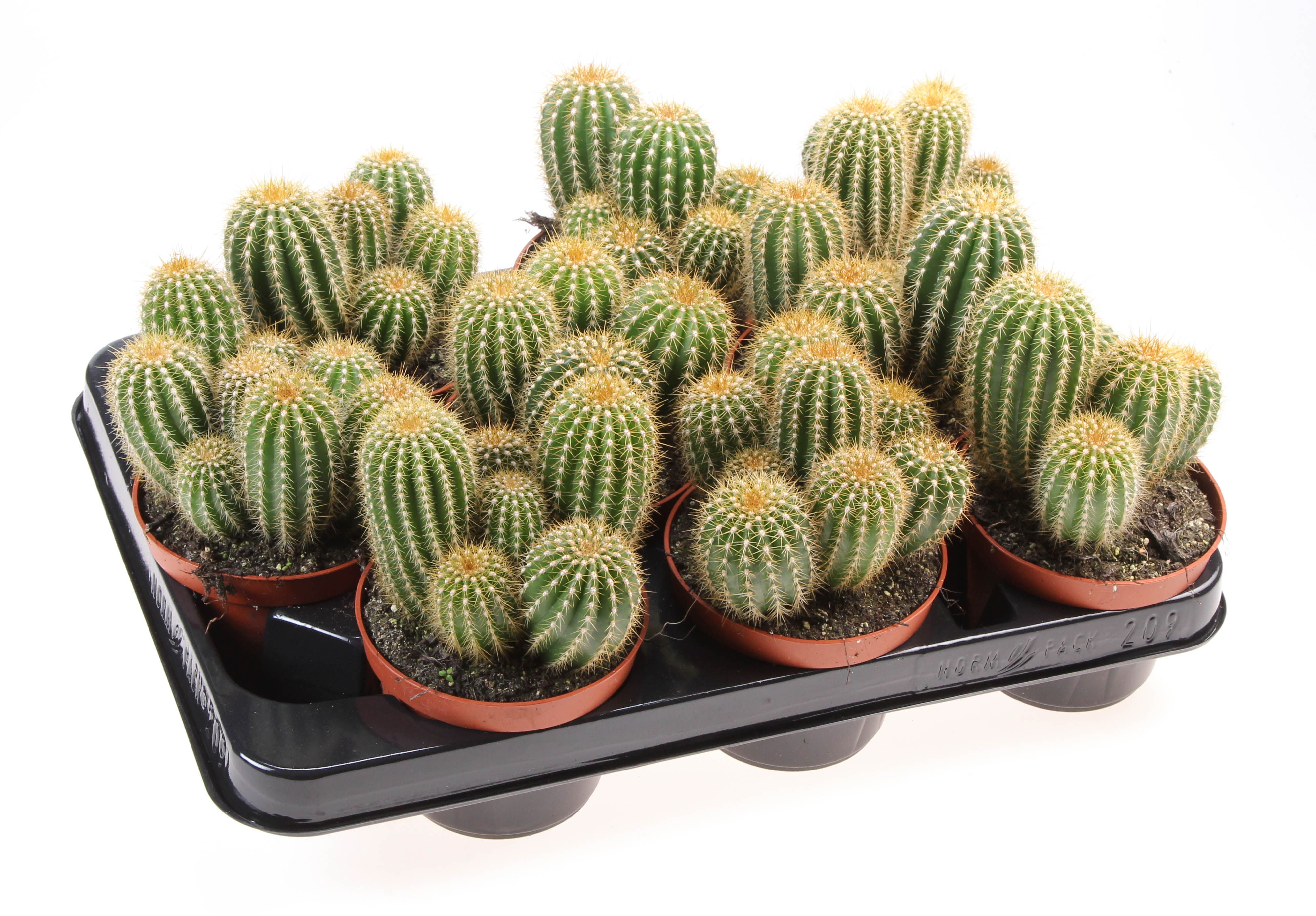 Trichocereus spachianus, D 10,5