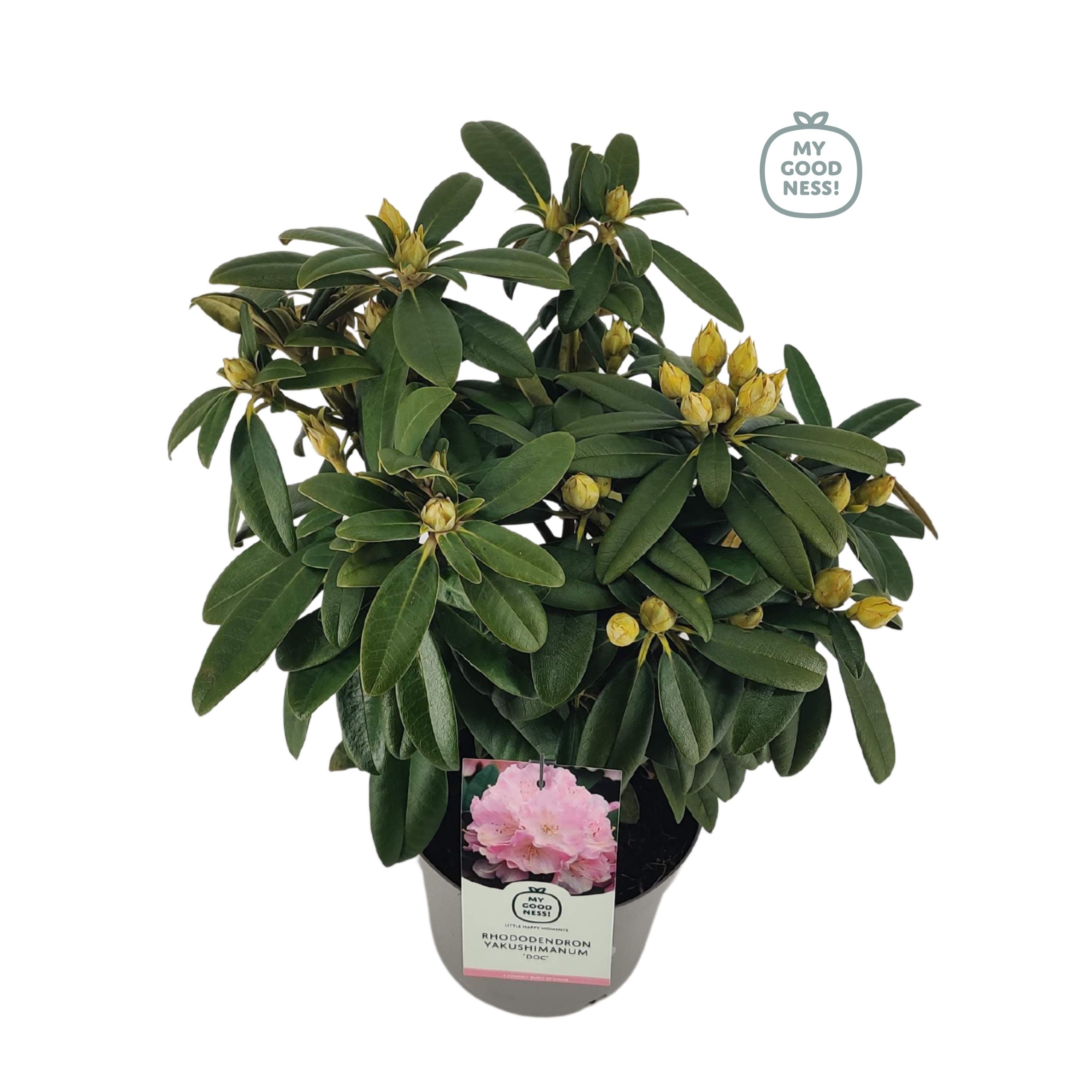 Rhododendron 30-40 /4 liter 'Doc' yakushimanum, D 21