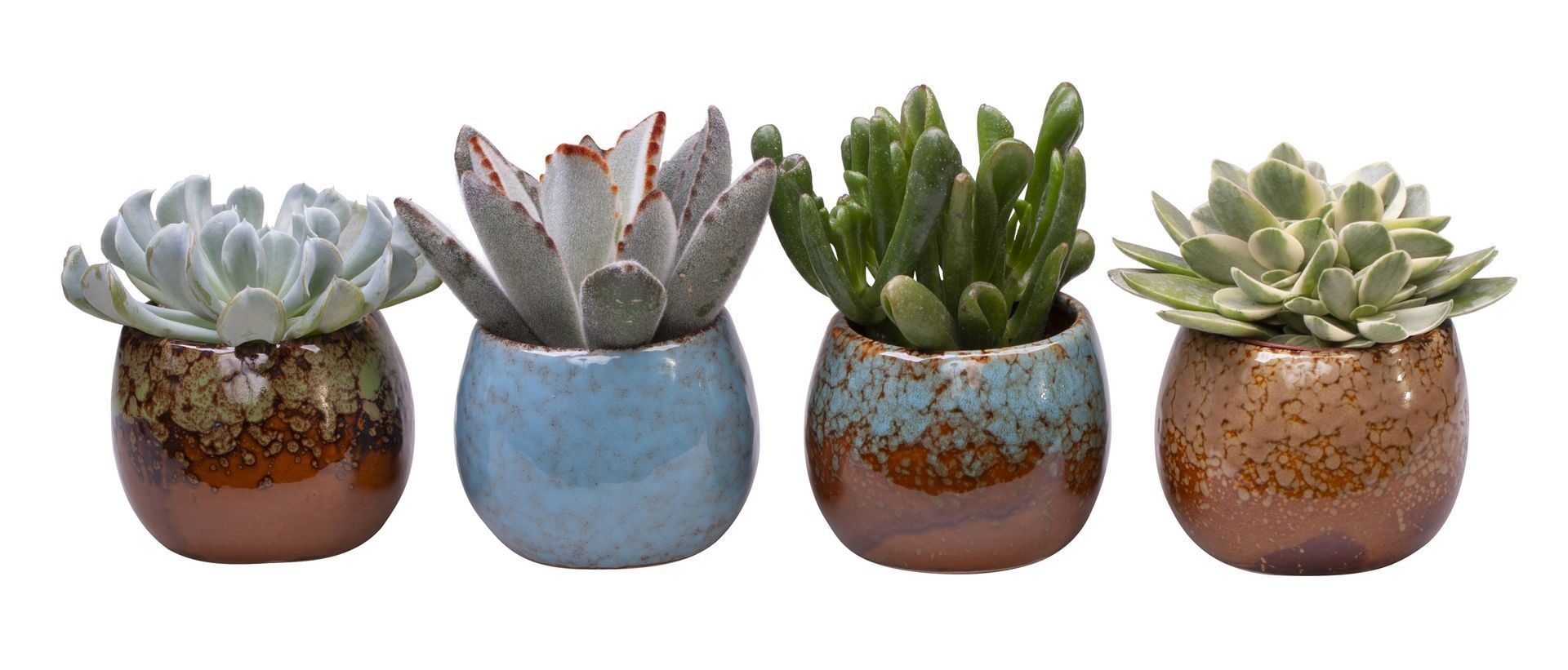 L 513 with Succulent Mix, D 6