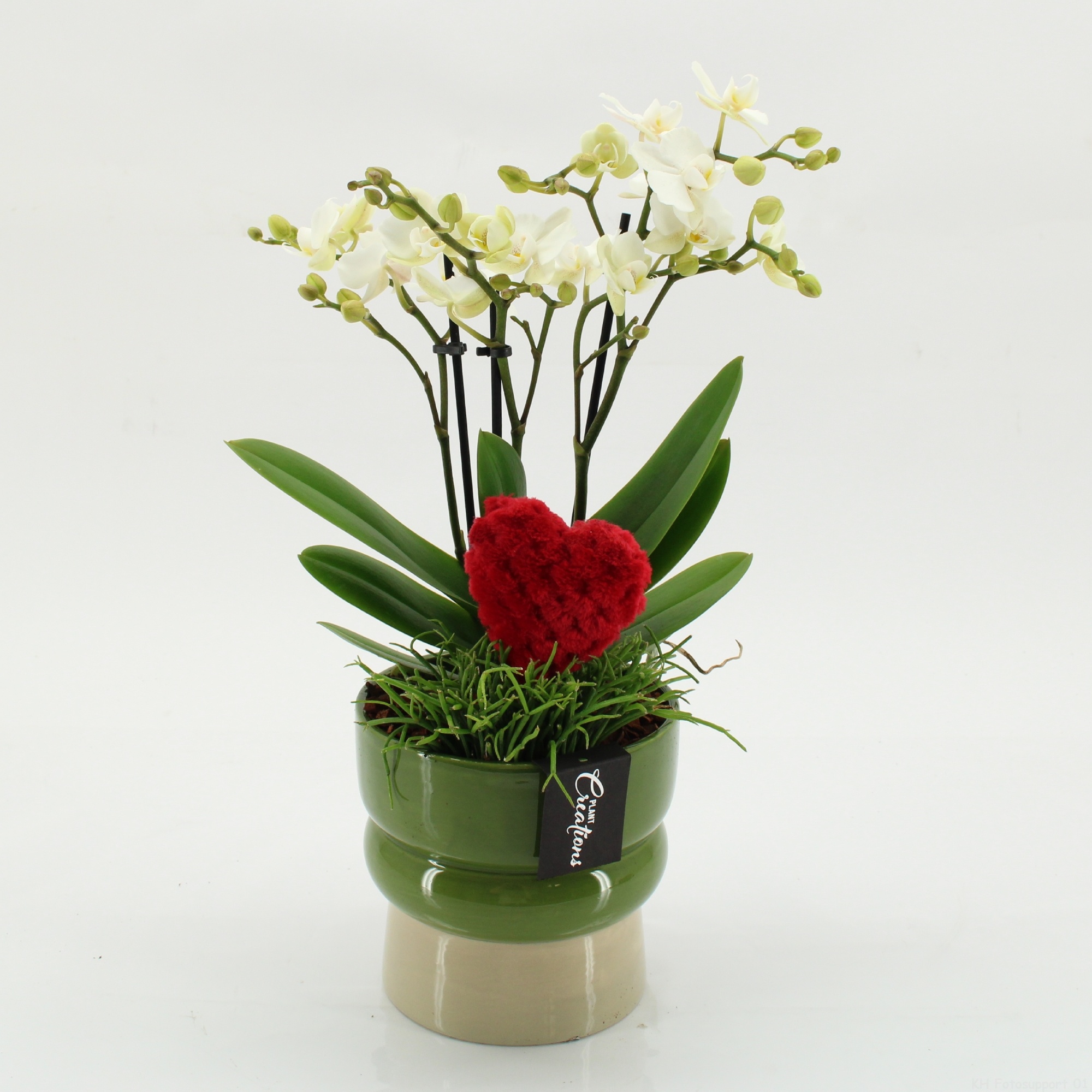 PHALRM-2613W Romantic Phalaenopsis, D 14