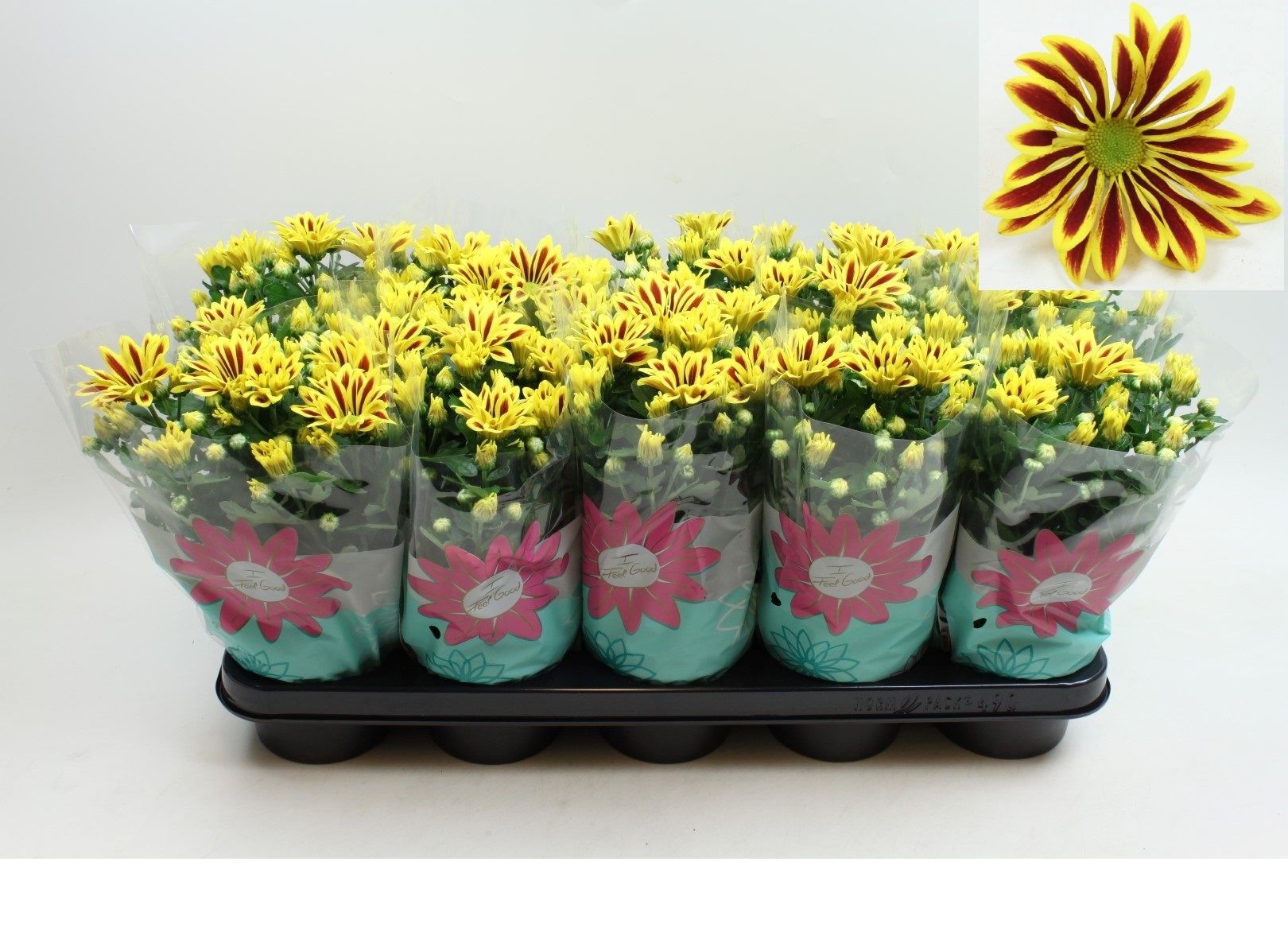 Chrysant Rainbow Lake Worth Stadium 2 Pot 12, D 12