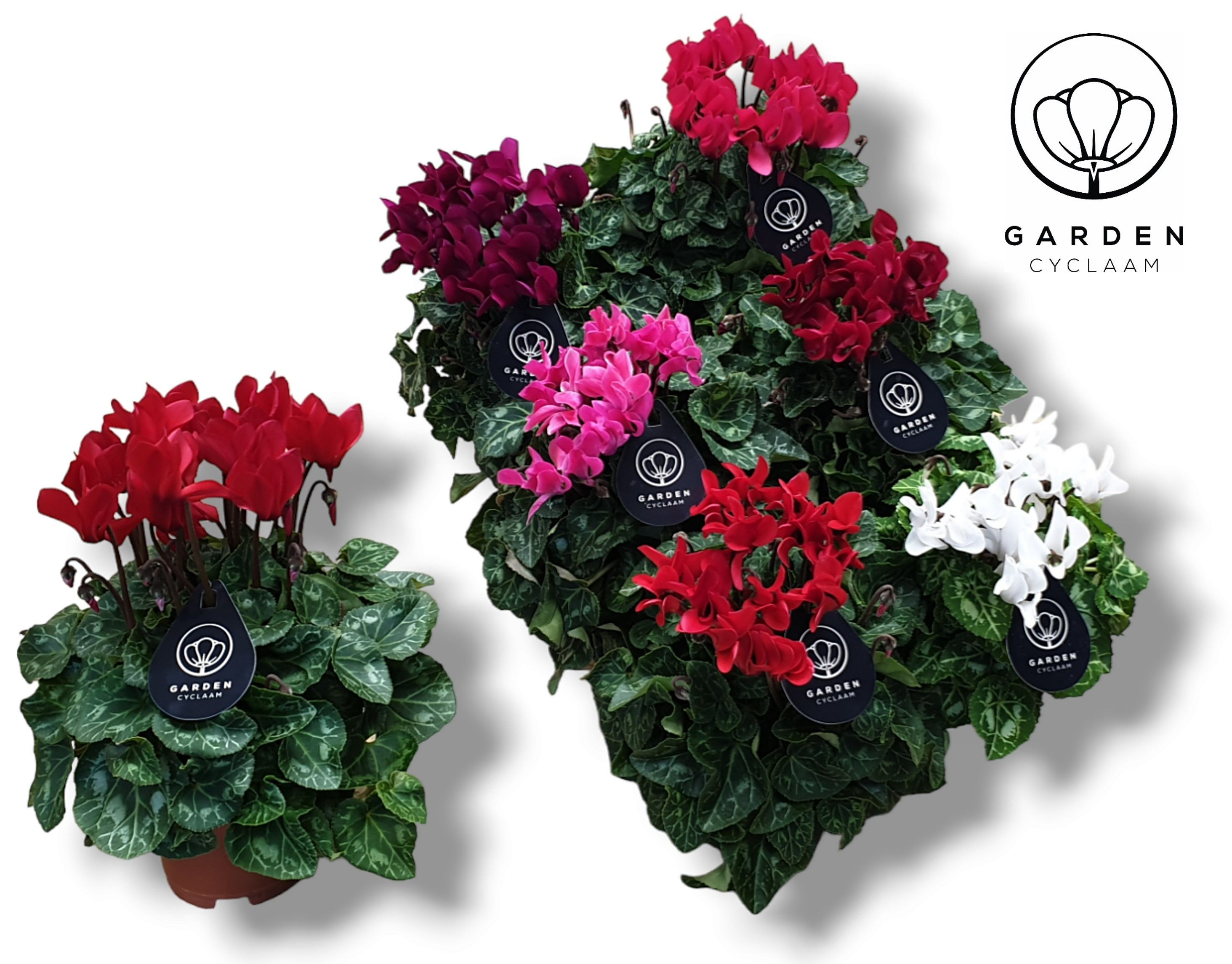 Cyclamen GARDEN MIX, D 10,5