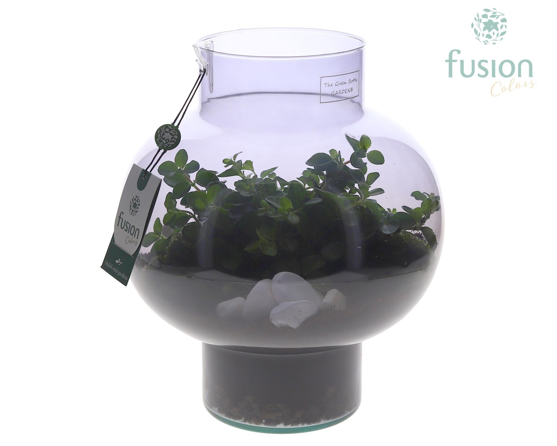 Green Bottle Laura Medium Smoky glas met Peperomia, D 26