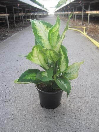DIEFFENBACHIA MACULATA 'CAMILLA', D 12