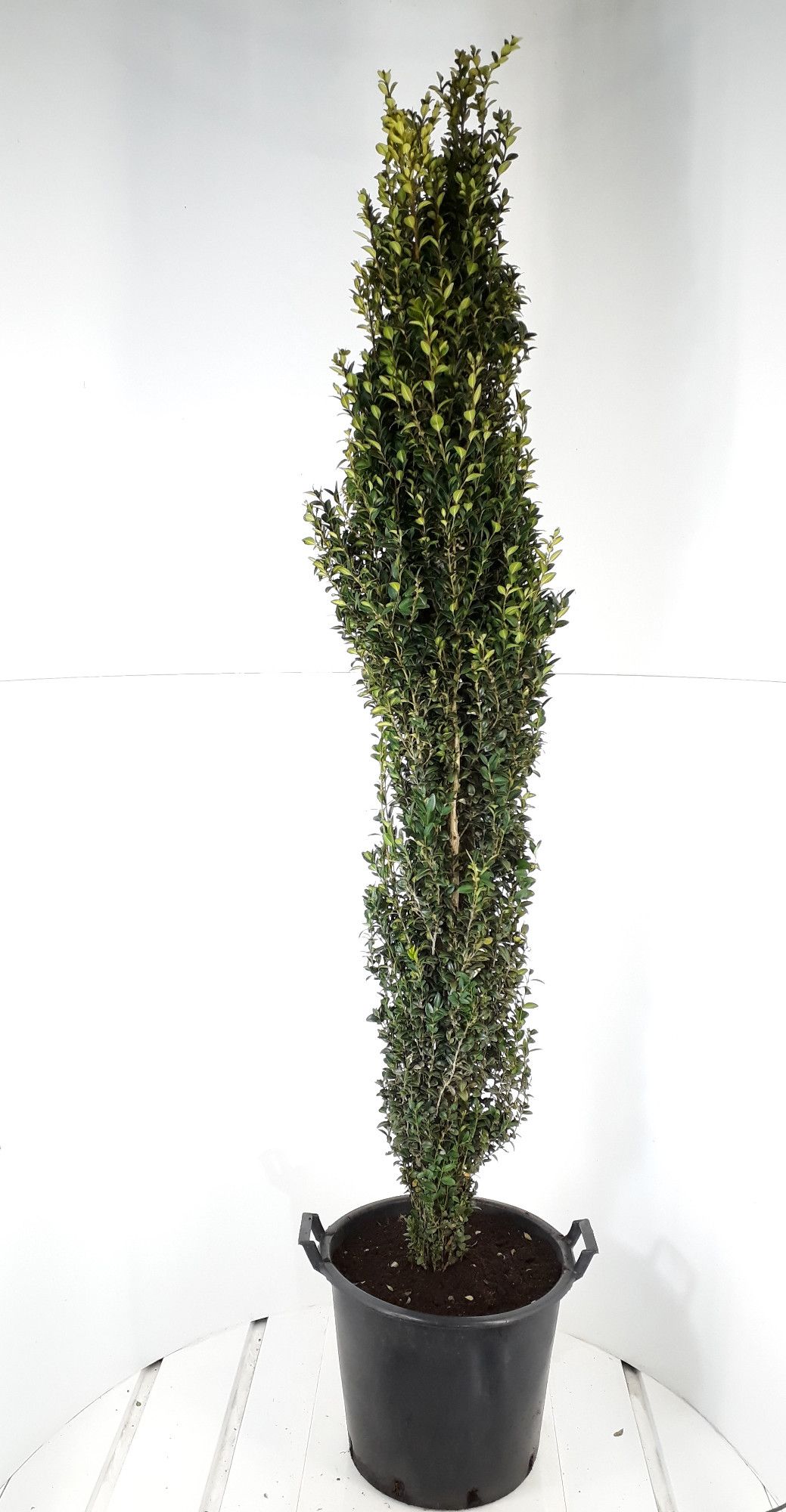 Buxus sempervirens Graham Blandy 180-200cm Zuilvorm, D 45