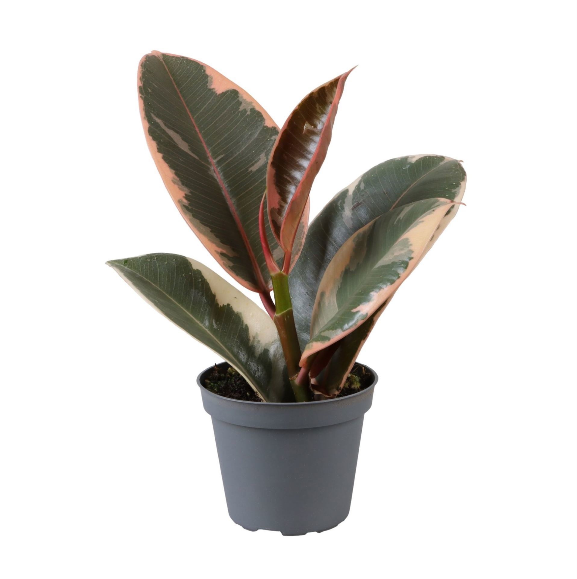 Ficus Tineke� 6 cm, D 6
