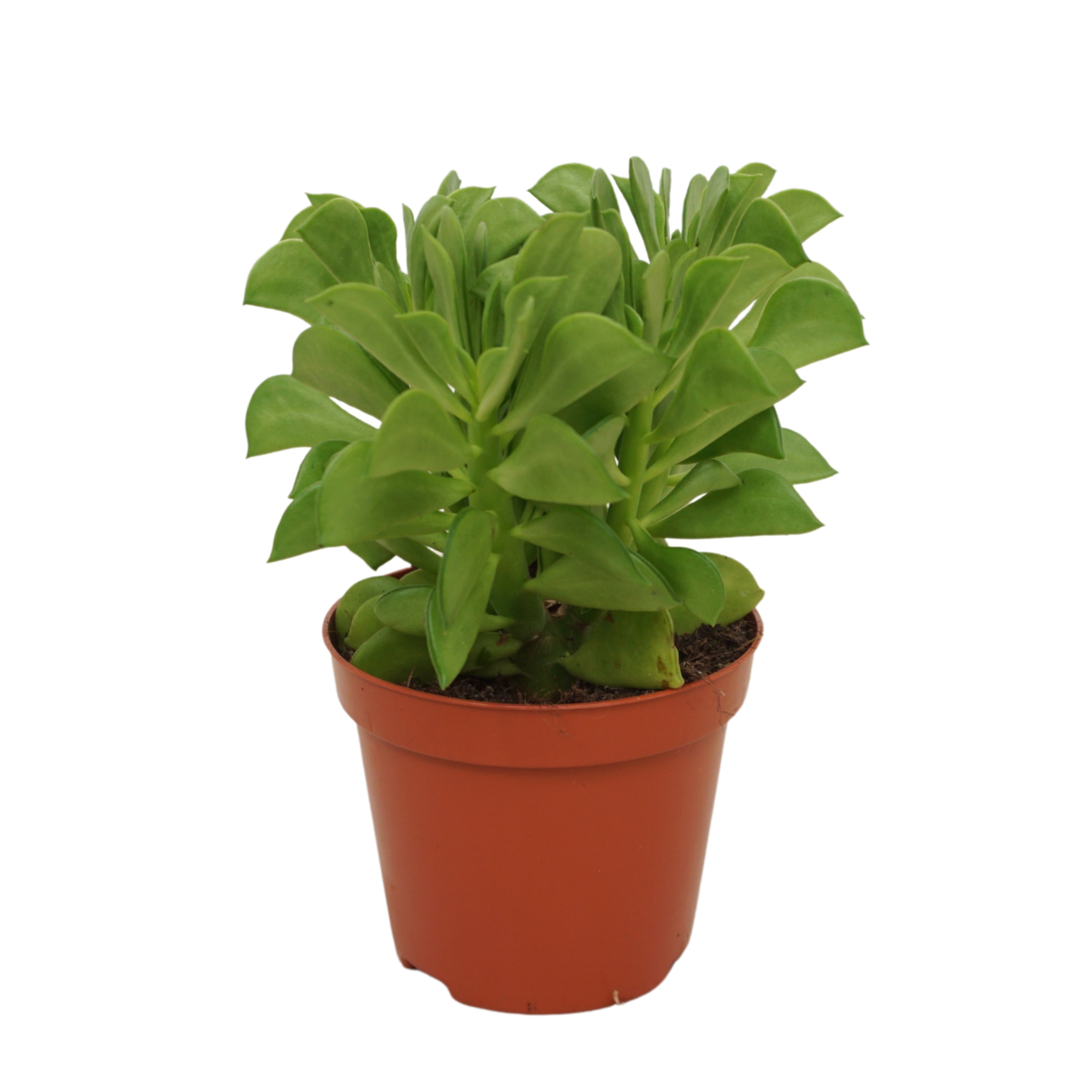 Peperomia dolabriformis 8,5 cm, D 8,5