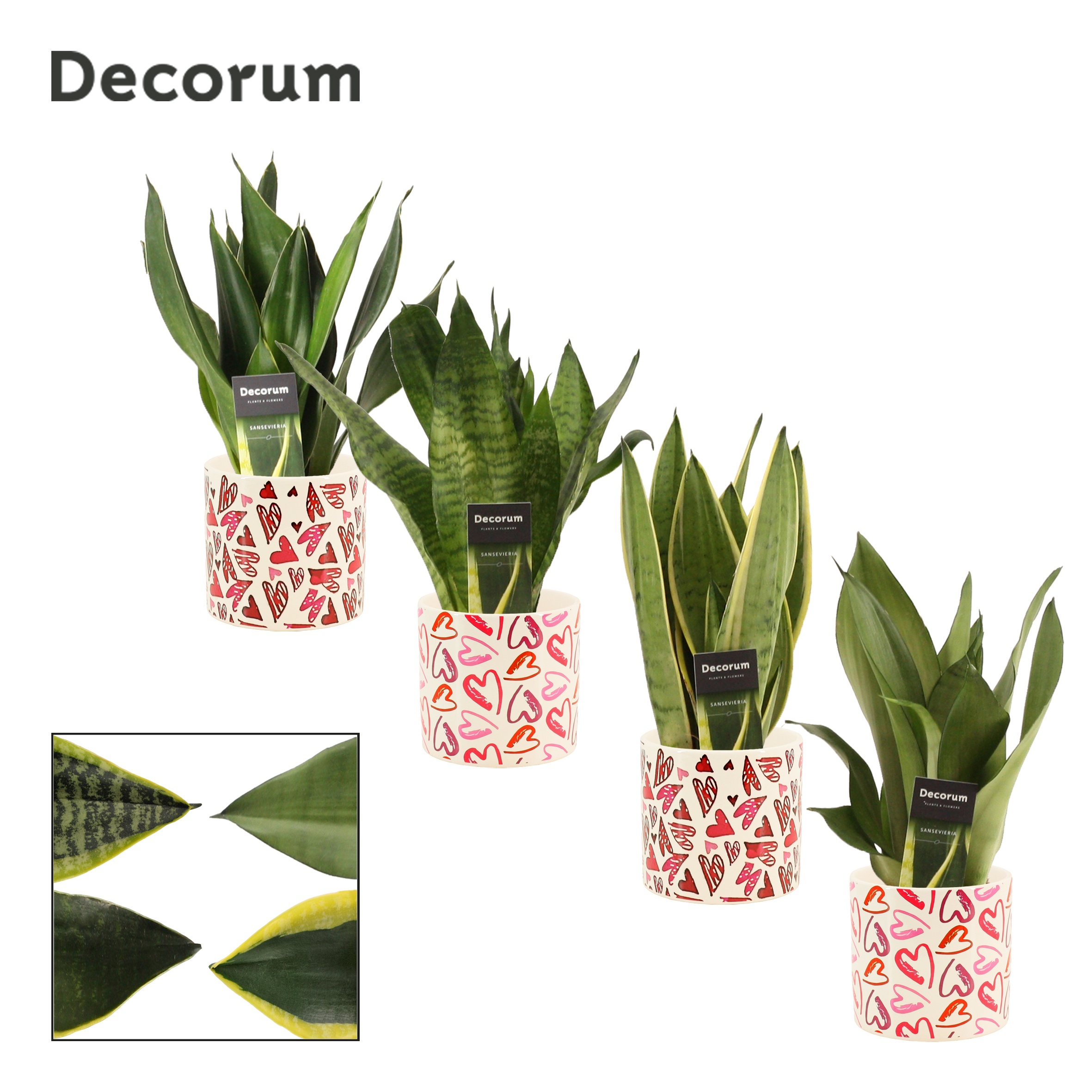 Sansevieria Super Mix 12 cm in Julia (Deco-collection), D 12